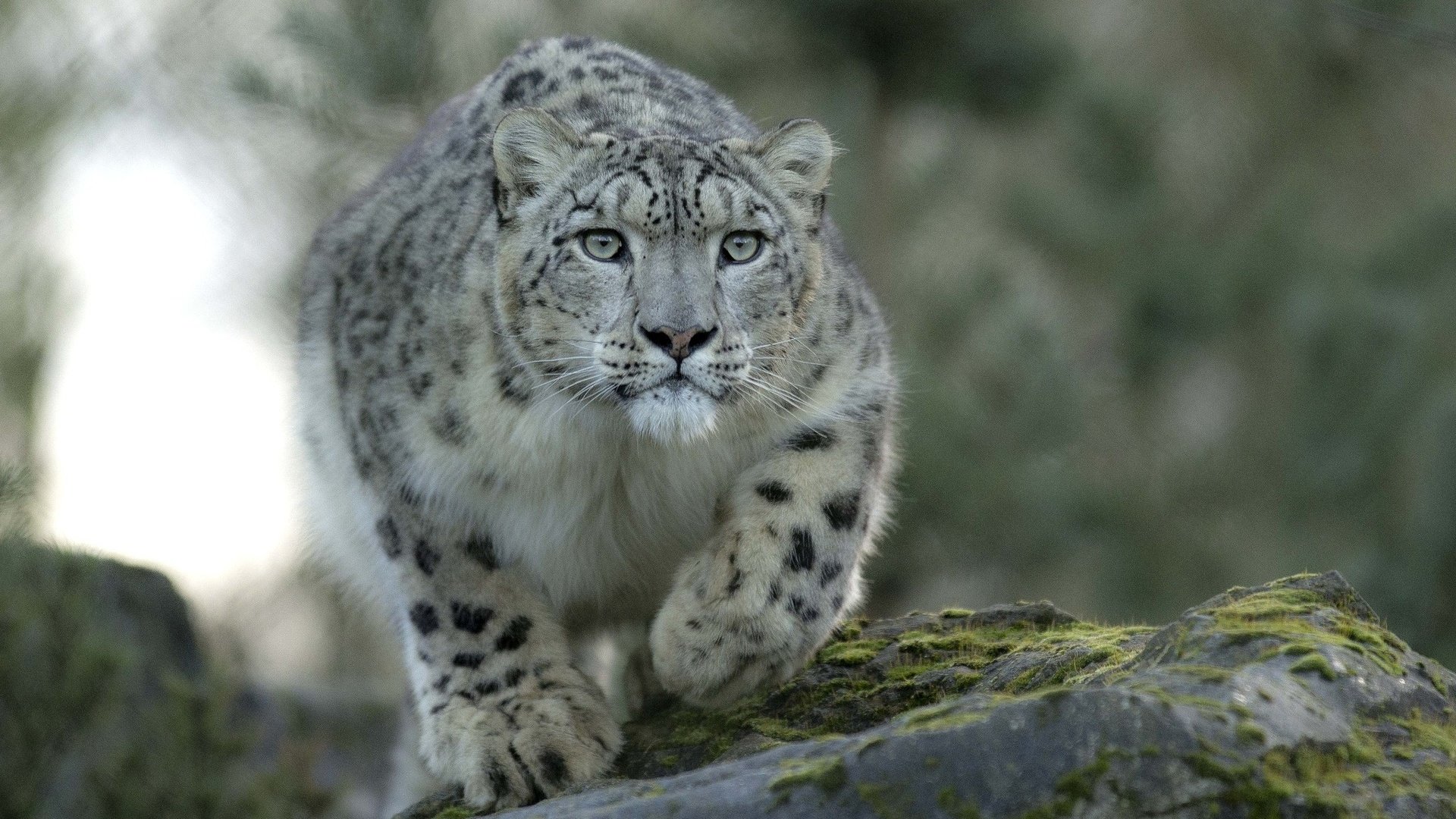 Обои взгляд, хищник, снежный барс, ирбис, look, predator, snow leopard, irbis разрешение 2048x1350 Загрузить