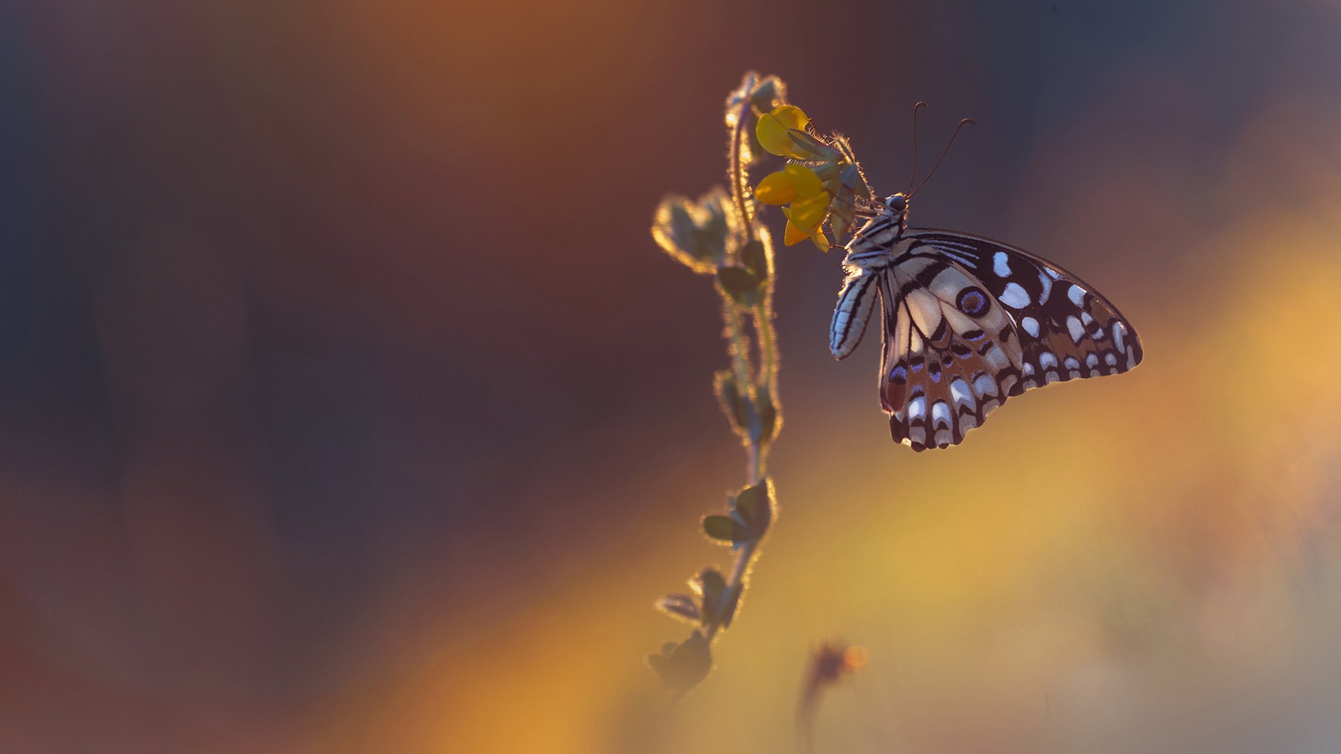 Обои макро, насекомое, фон, цветок, бабочка, macro, insect, background, flower, butterfly разрешение 2048x1152 Загрузить