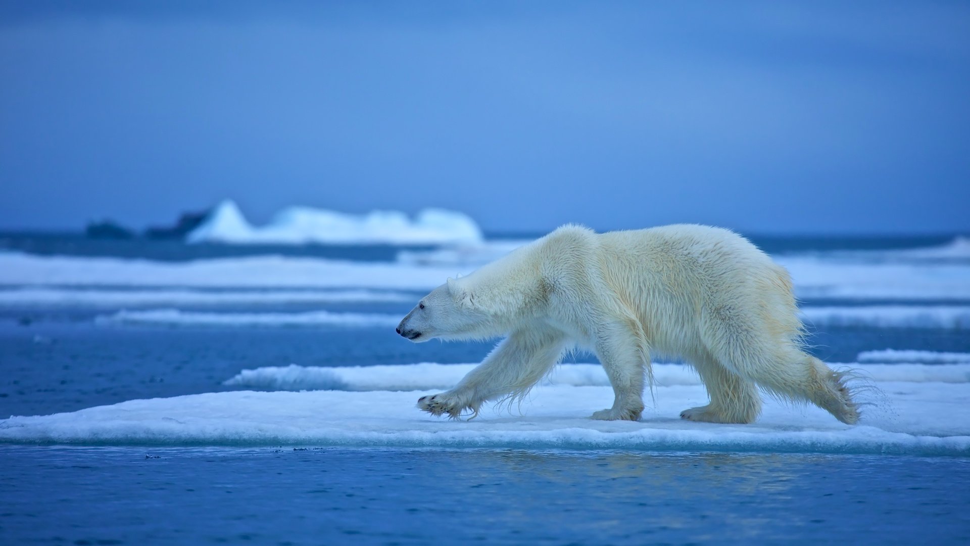 Обои вода, медведь, белый медведь, льдина, water, bear, polar bear, floe разрешение 4500x3000 Загрузить