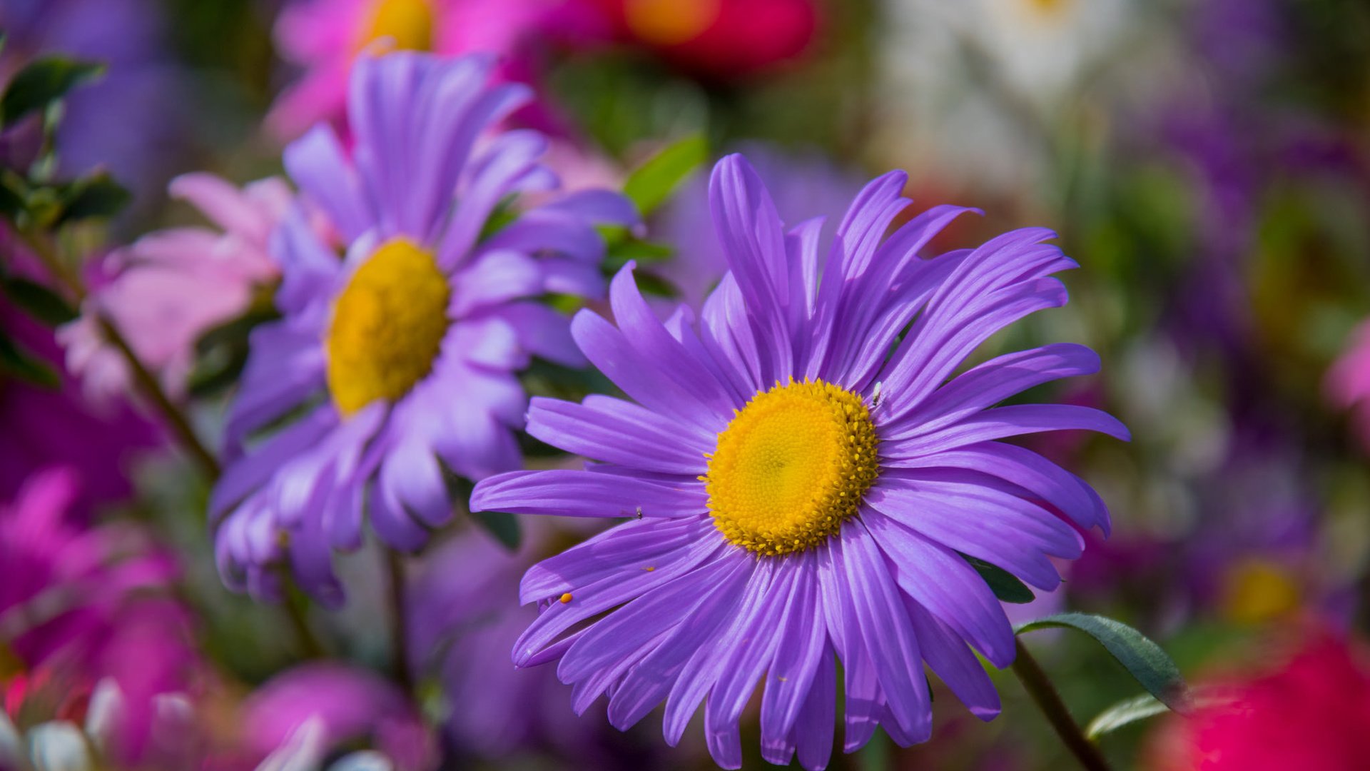 Обои цветы, макро, лепестки, астры, flowers, macro, petals, asters разрешение 2048x1365 Загрузить