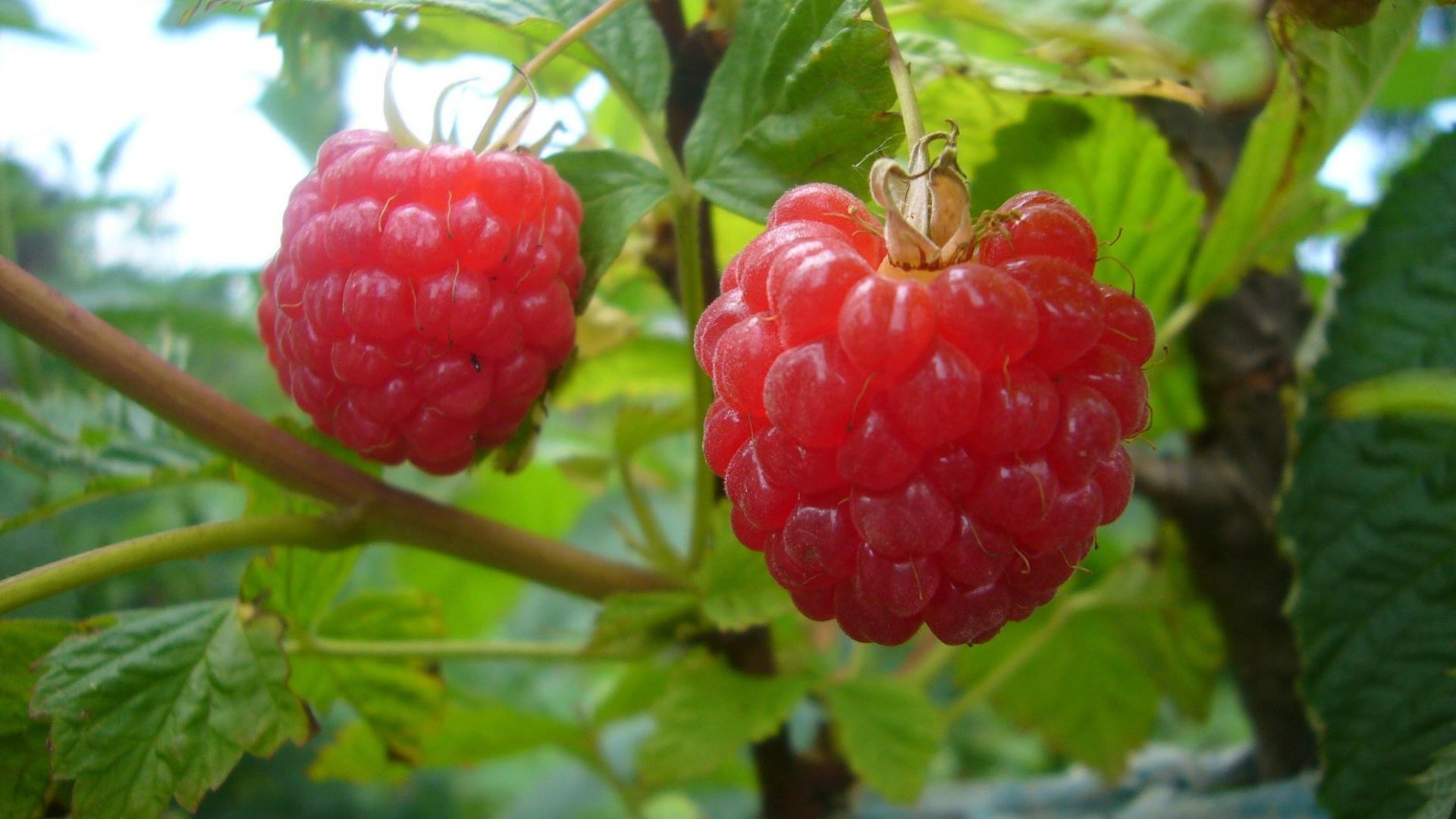 Обои листья, малина, лето, ягоды, куст, leaves, raspberry, summer, berries, bush разрешение 2048x1536 Загрузить