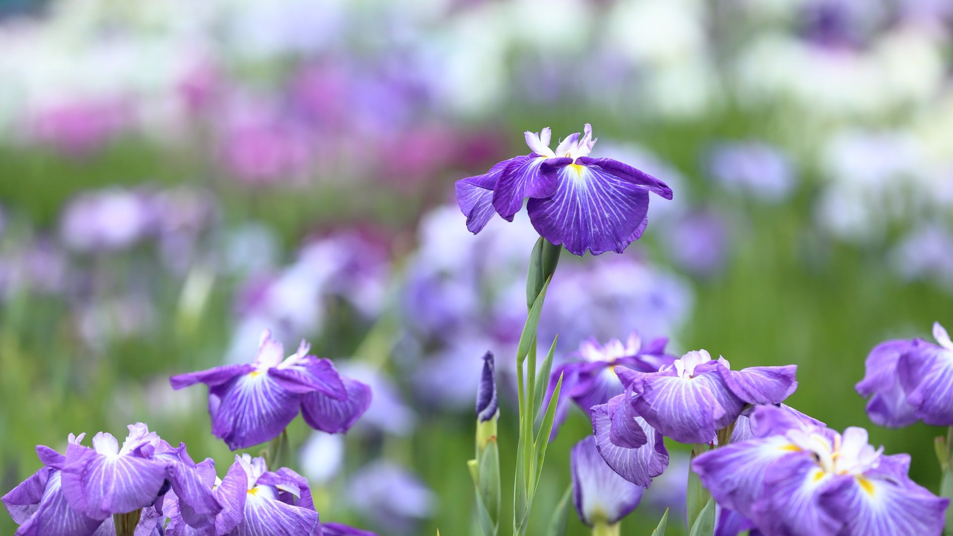 Обои макро, ирисы, боке, касатик, macro, irises, bokeh, iris разрешение 5005x3336 Загрузить