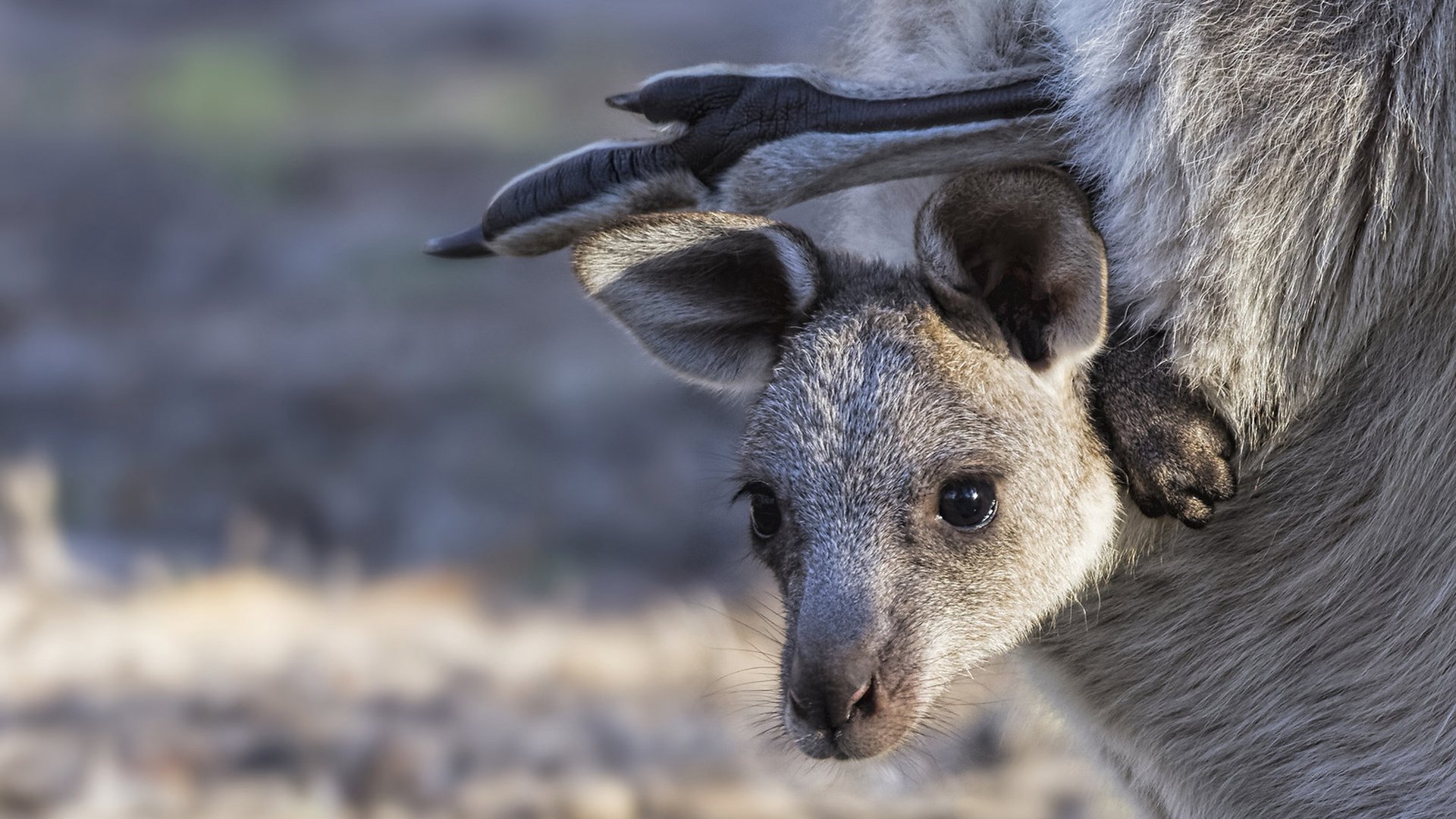 Обои мордашка, кенгуру, детеныш, сумка, кенгурёнок, face, kangaroo, cub, bag разрешение 1920x1280 Загрузить