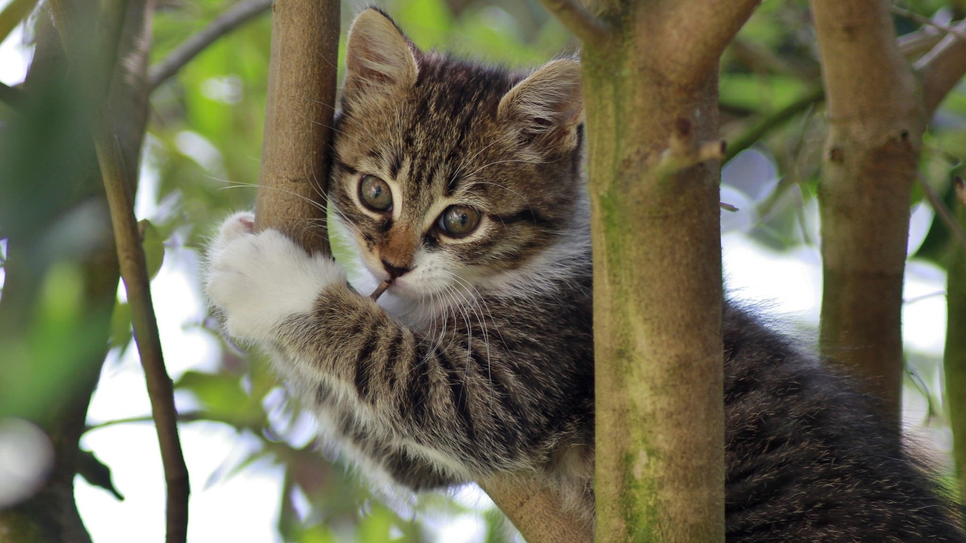 Обои ветки, кошка, котенок, на дереве, branches, cat, kitty, on the tree разрешение 2048x1365 Загрузить