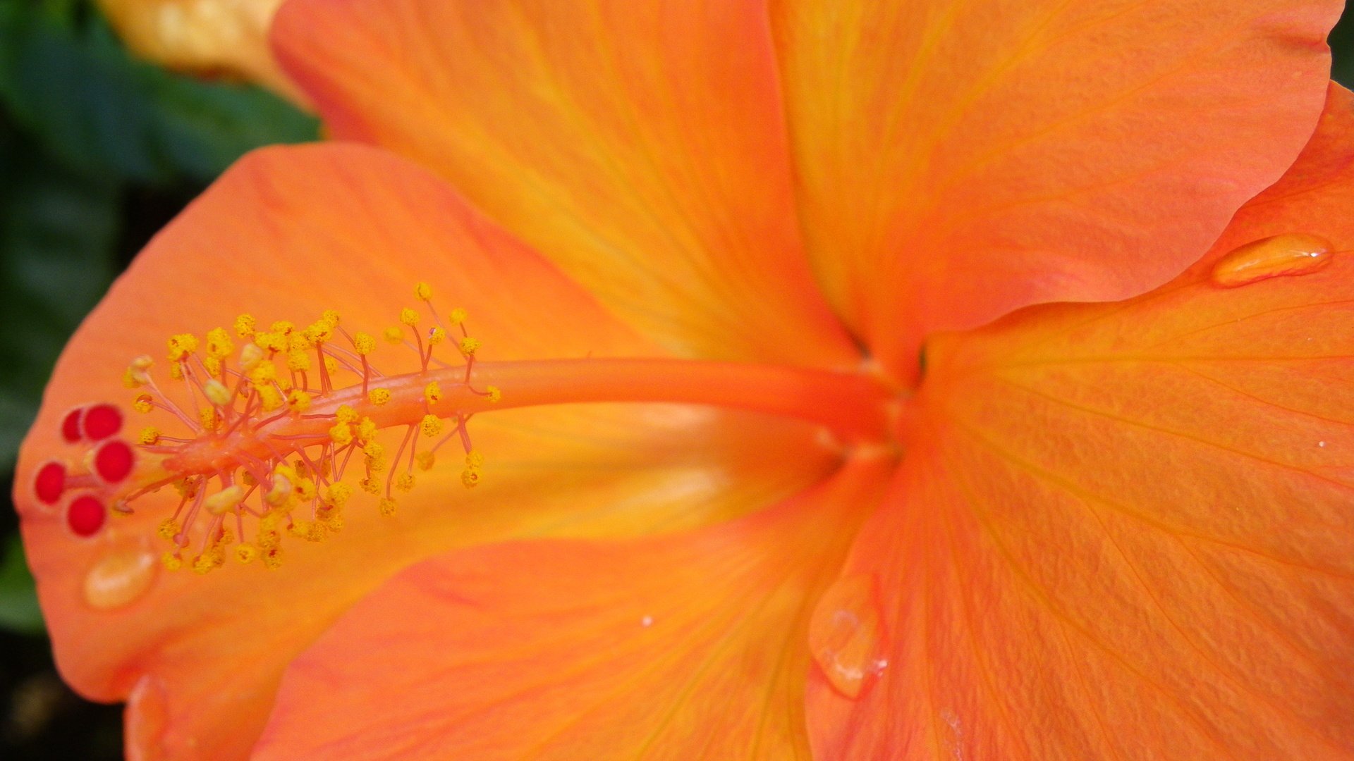 Обои желтый, макро, цветок, капли, гибискус, yellow, macro, flower, drops, hibiscus разрешение 4000x3000 Загрузить