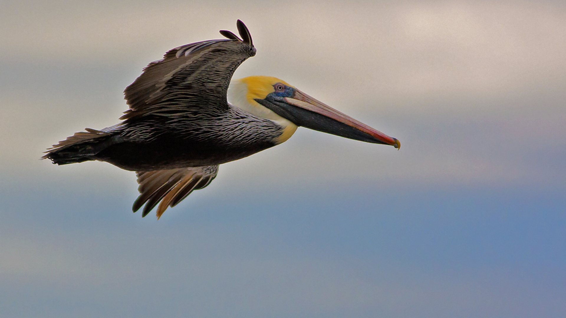 Обои полет, крылья, птица, клюв, пеликан, flight, wings, bird, beak, pelican разрешение 1920x1179 Загрузить