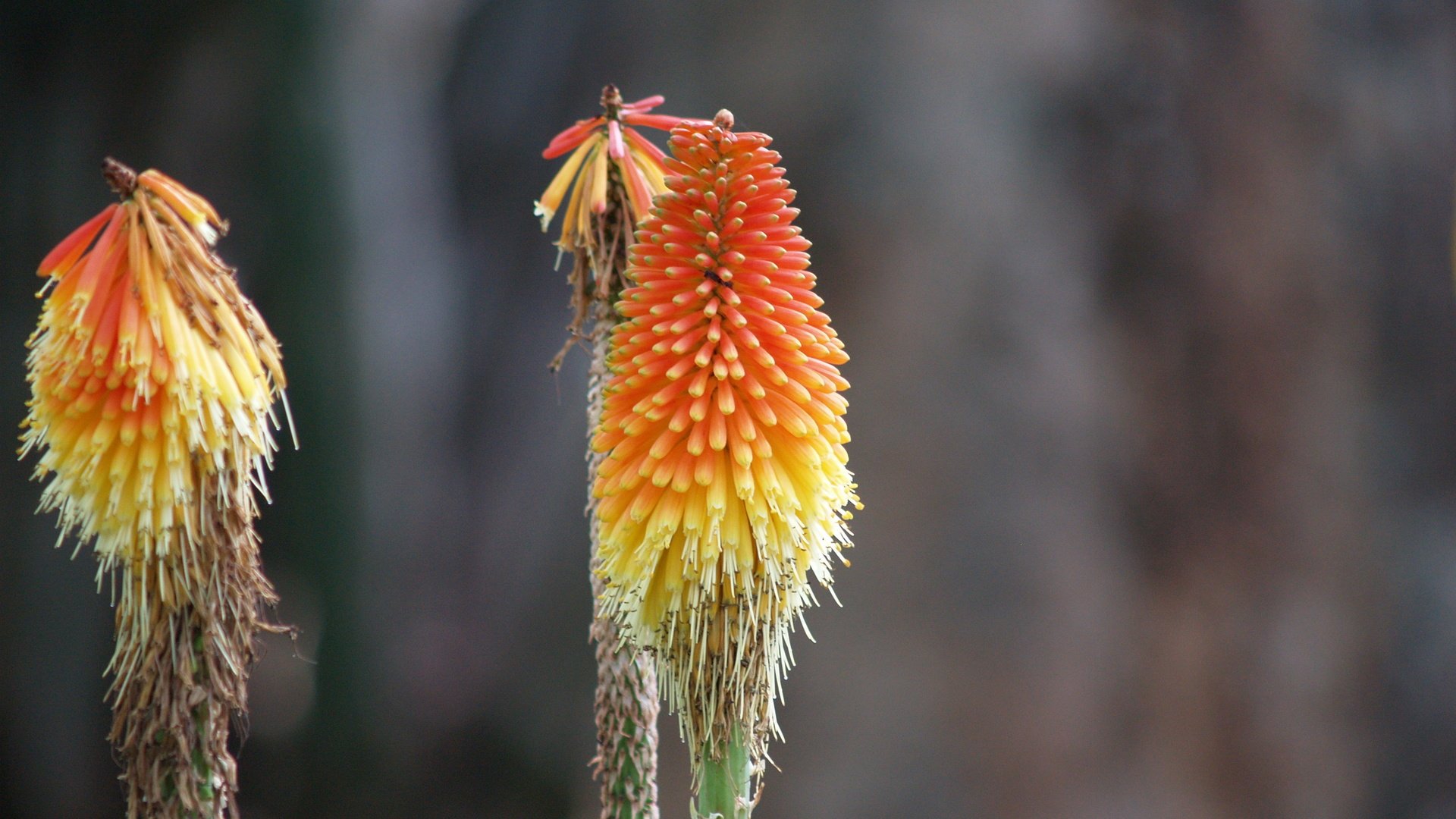 Обои цветок, африка, лилия, факель, книфофия, flower, africa, lily, fakel, kniphofia разрешение 3264x2448 Загрузить