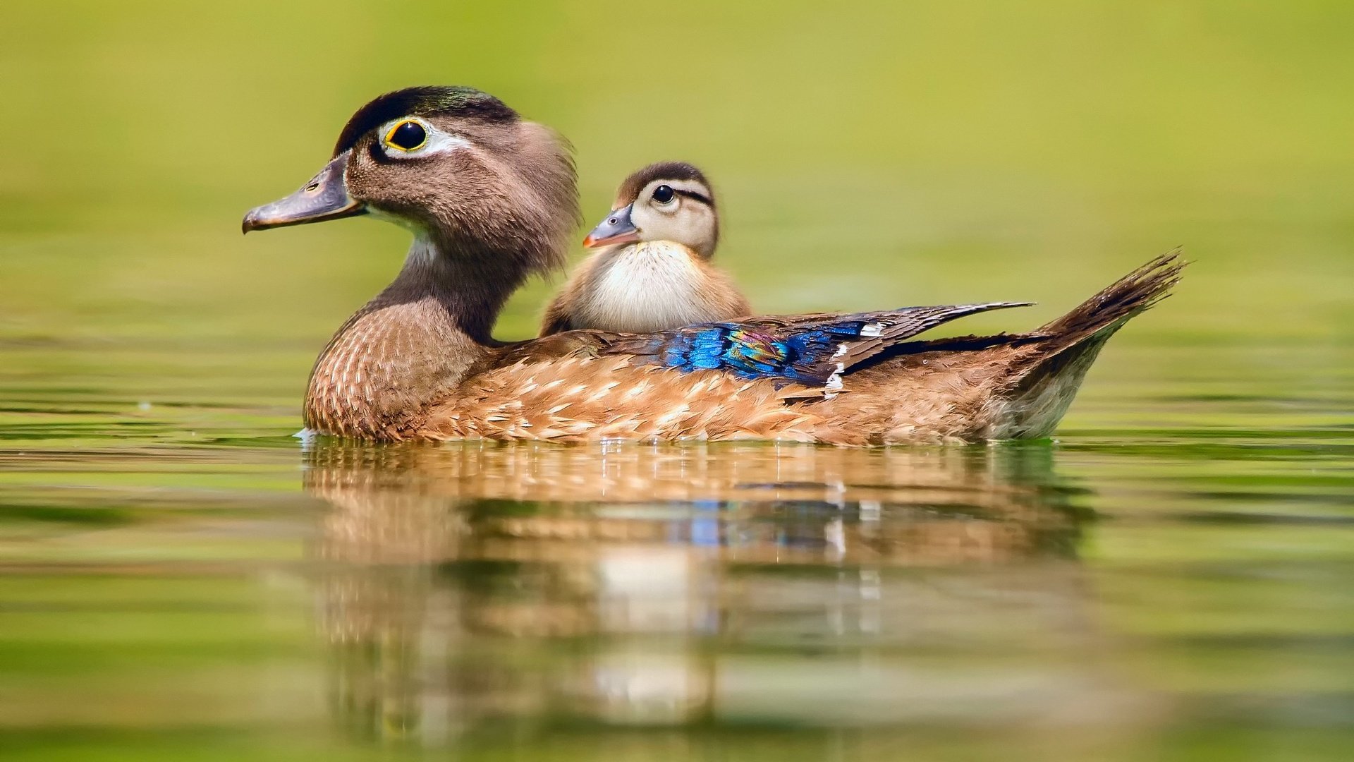 Обои вода, птицы, утки, утка, утенок, baby duck, water, birds, duck разрешение 2048x1357 Загрузить