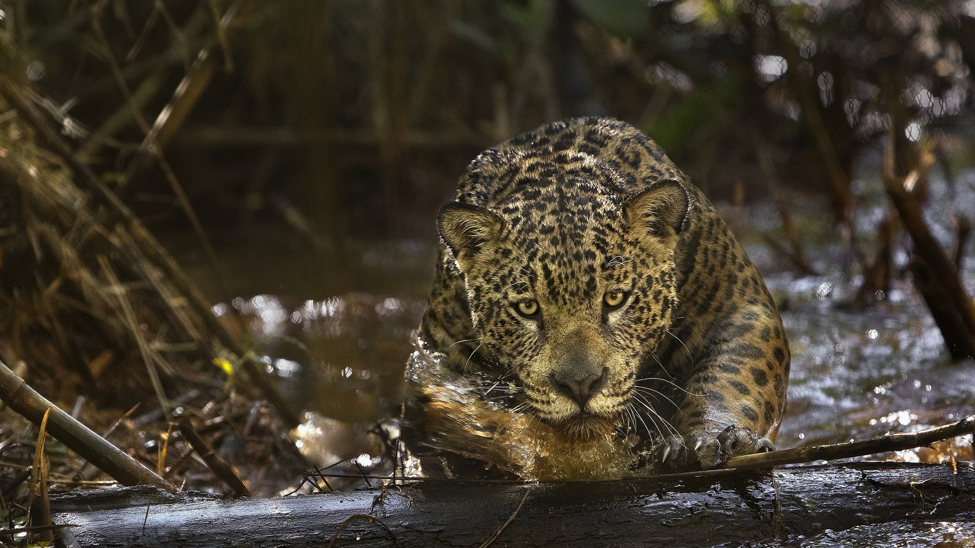 Обои глаза, морда, взгляд, хищник, ягуар, amazonia, амазония, (фильм), eyes, face, look, predator, jaguar, amazon, (film) разрешение 2048x1333 Загрузить