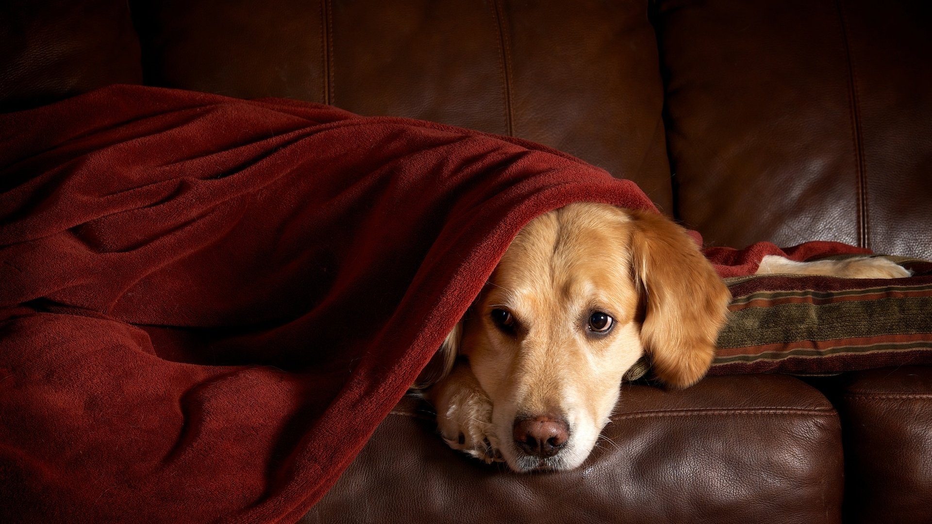 Обои плед, диван, ретривер, золотистый ретривер, plaid, sofa, retriever, golden retriever разрешение 1973x1301 Загрузить