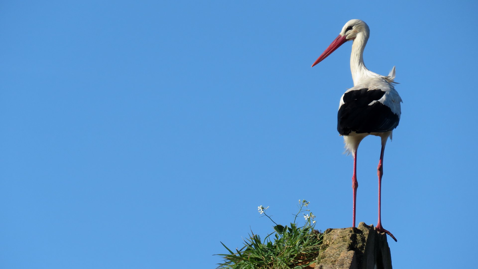 Обои небо, птица, аист, the sky, bird, stork разрешение 4608x2592 Загрузить