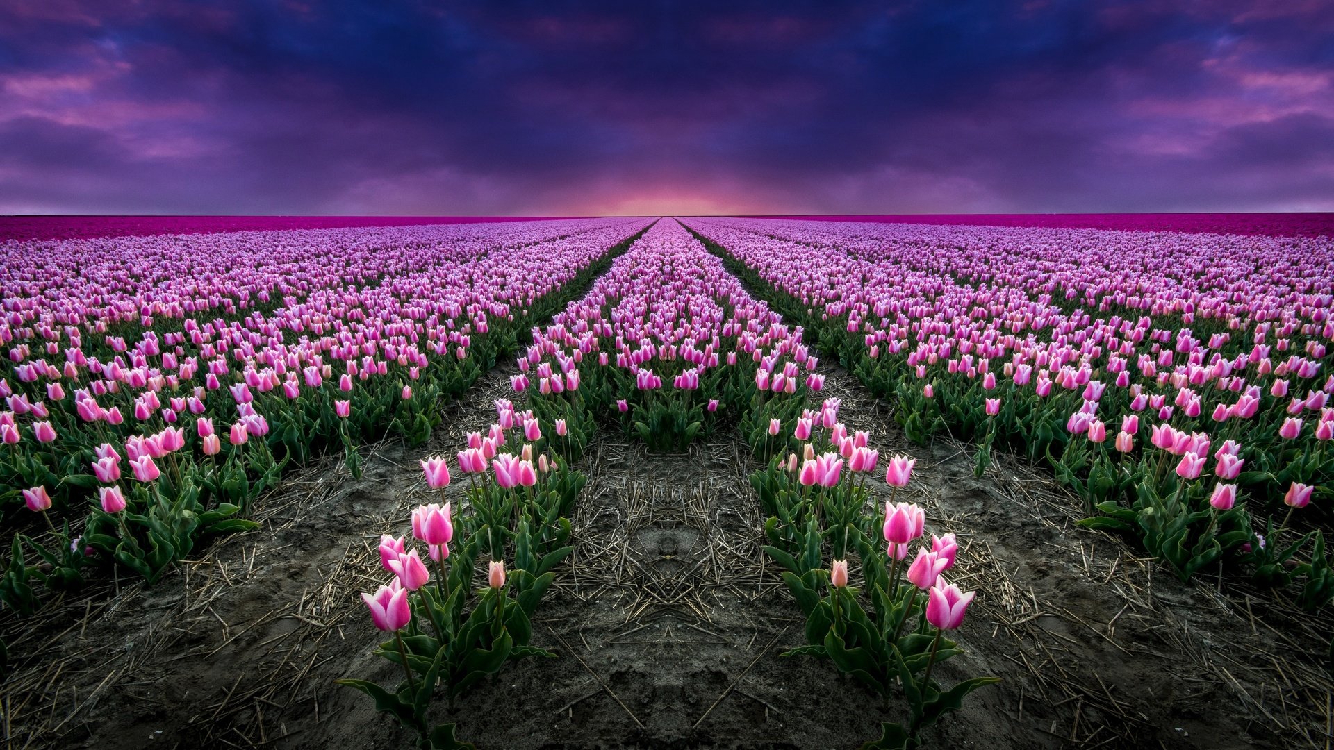 Обои цветы, поле, тюльпаны, розовые, flowers, field, tulips, pink разрешение 2880x1674 Загрузить