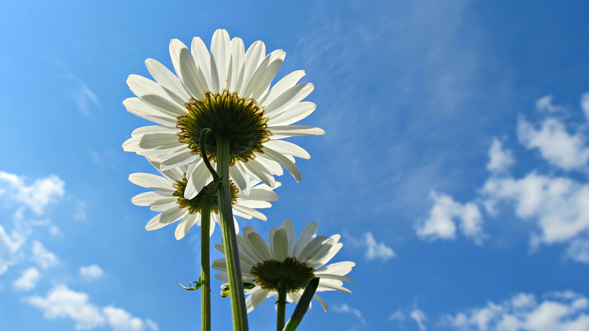 Обои небо, цветы, облака, лепестки, ромашки, белые, голубое, the sky, flowers, clouds, petals, chamomile, white, blue разрешение 1920x1200 Загрузить