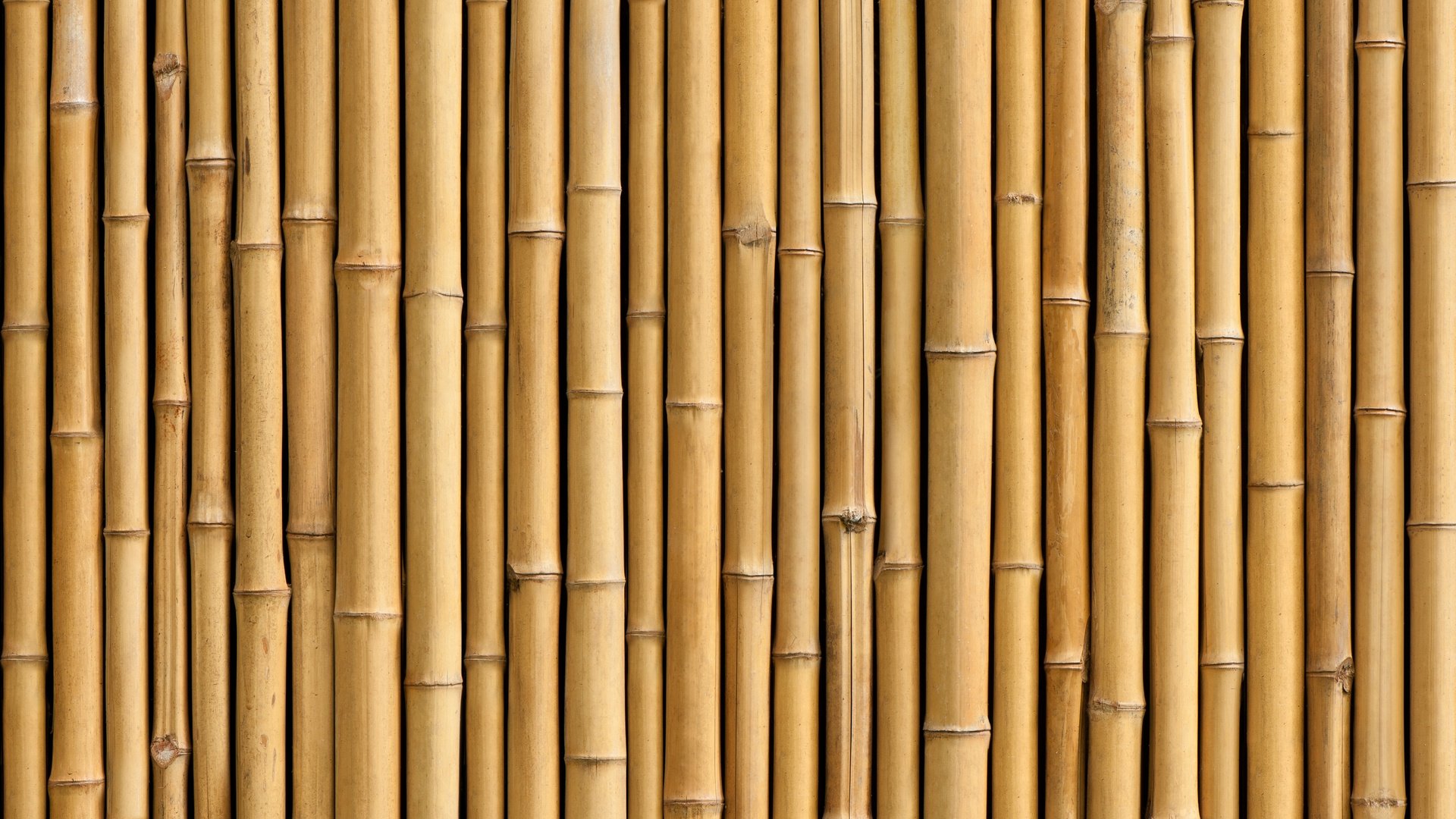 Обои бамбук, ствол, завод, bamboo, trunk, plant разрешение 6144x4088 Загрузить