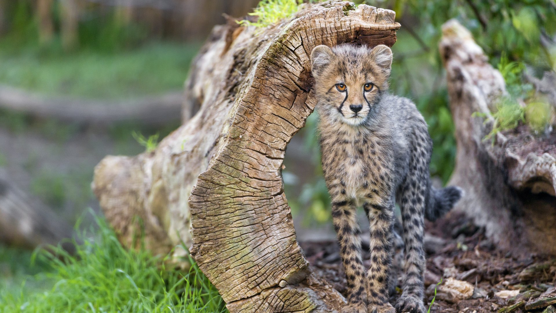 Обои животные, ствол, бревно, гепард, дикая кошка, детеныш, animals, trunk, log, cheetah, wild cat, cub разрешение 4928x3280 Загрузить