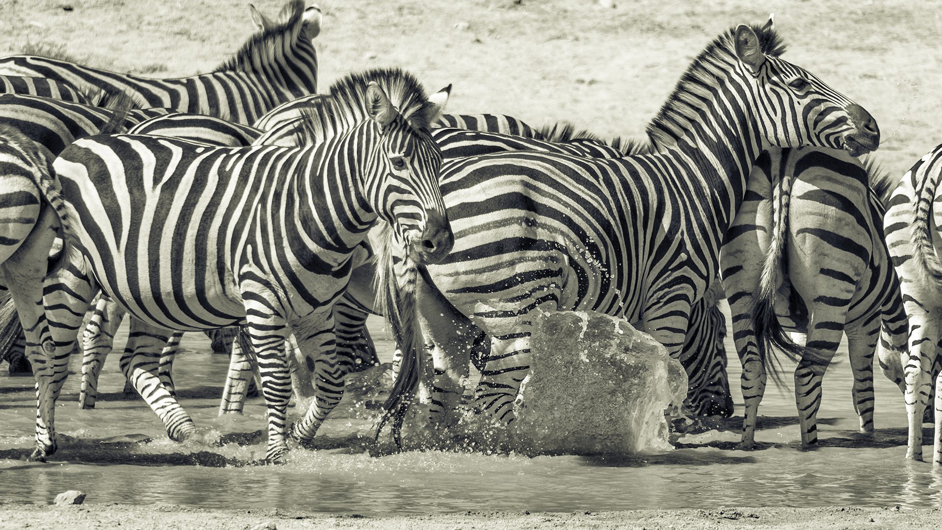 Обои природа, животные, чёрно-белое, африка, зебры, млекопитающие, prophil newton, nature, animals, black and white, africa, zebra, mammals разрешение 1920x1200 Загрузить