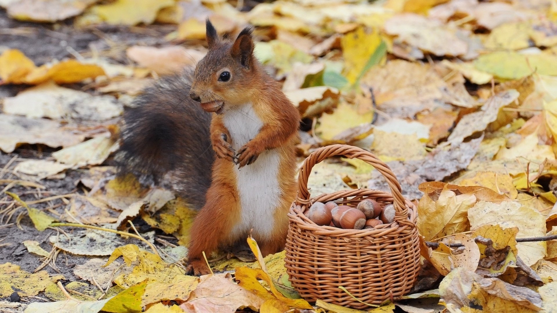 Обои орехи, осень, белка, корзинка, nuts, autumn, protein, basket разрешение 2960x2108 Загрузить