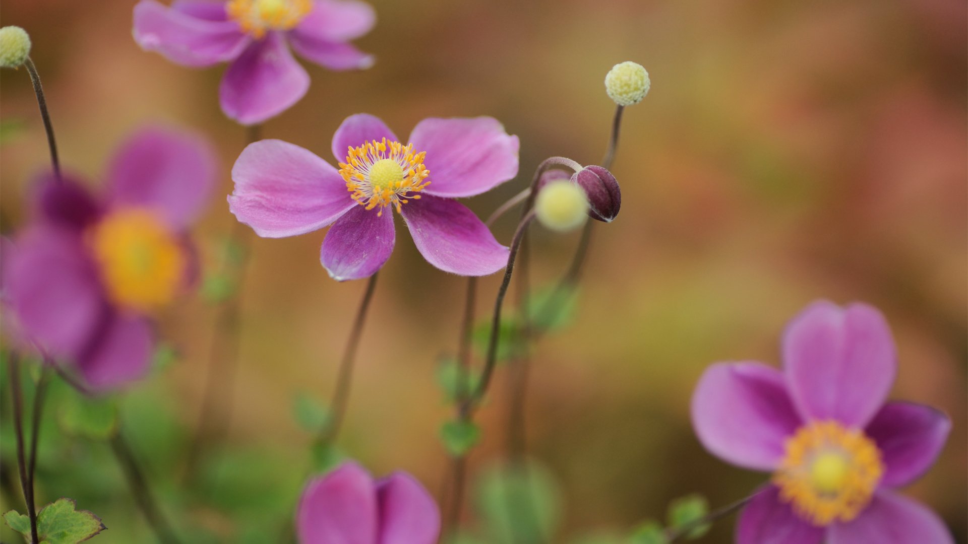 Обои цветы, природа, бутоны, анемона, анемон, фокус, flowers, nature, buds, anemone, focus разрешение 1920x1200 Загрузить