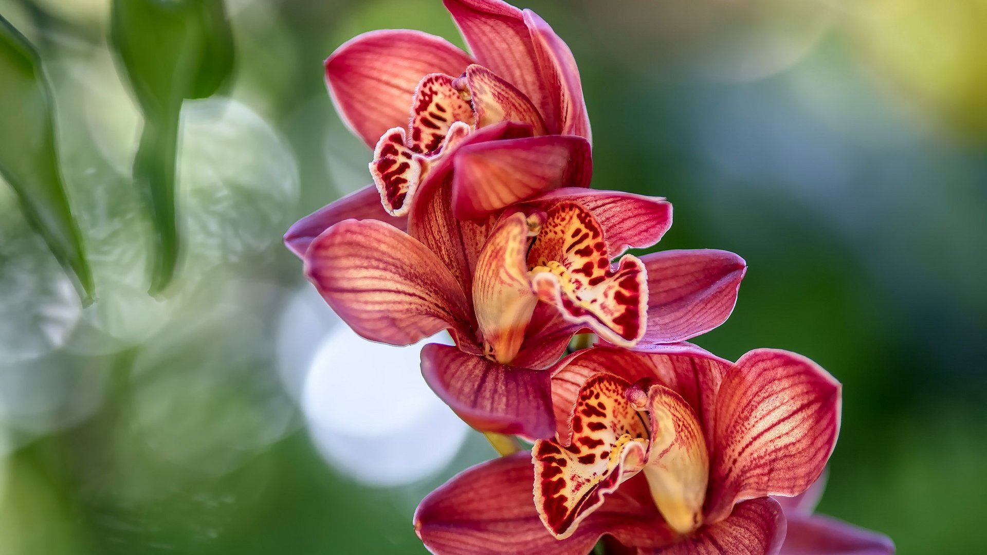 Обои цветы, экзотика, тропики, орхидея, flowers, exotic, tropics, orchid разрешение 2048x1352 Загрузить
