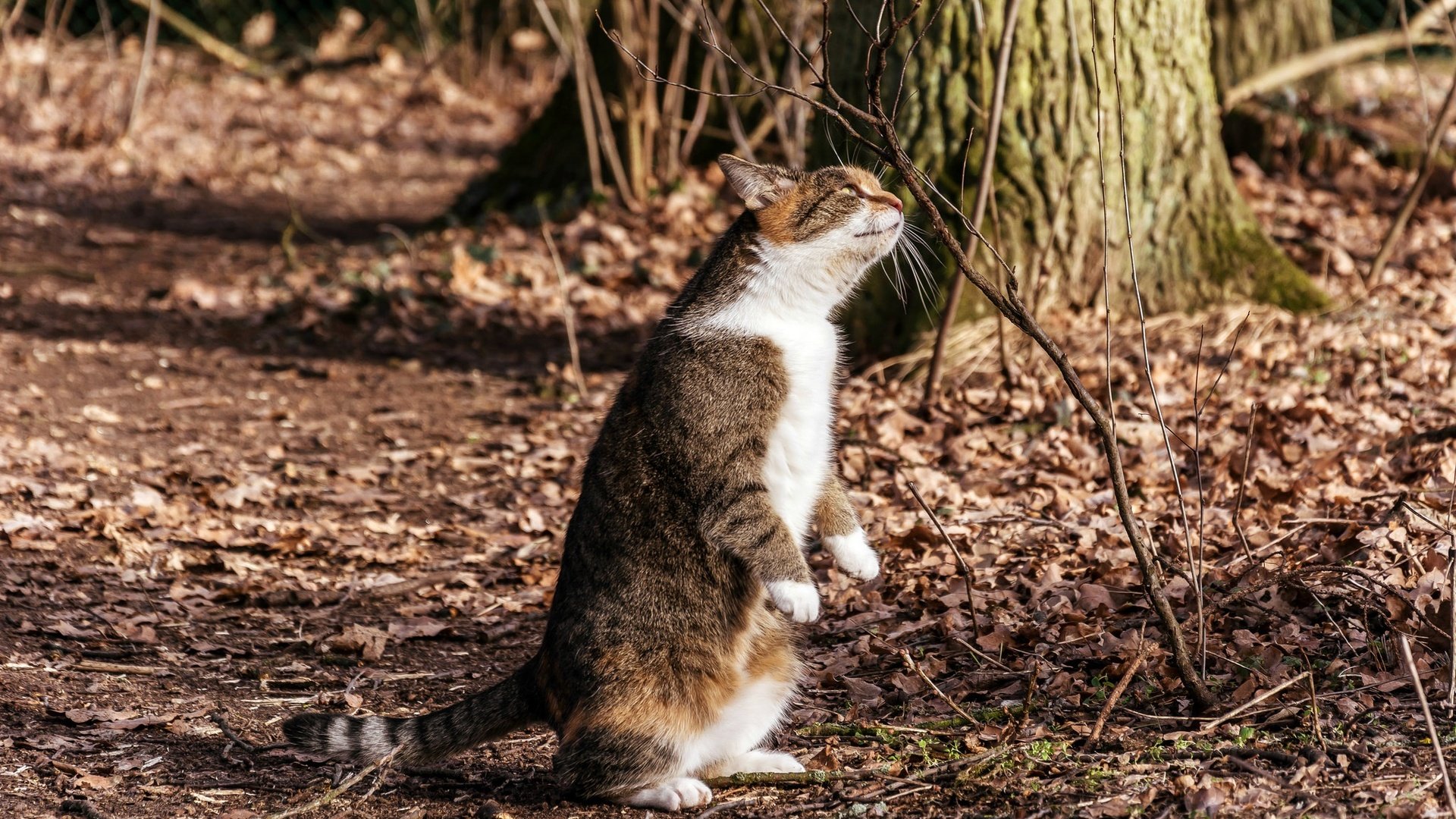 Обои природа, фон, мордочка, кошка, осень, лапки, nature, background, muzzle, cat, autumn, legs разрешение 2048x1365 Загрузить