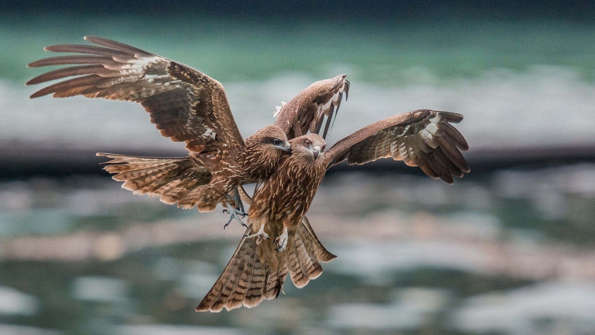 Обои полет, крылья, орел, птицы, хищник, бой, орлы, flight, wings, eagle, birds, predator, battle, the eagles разрешение 1920x1440 Загрузить