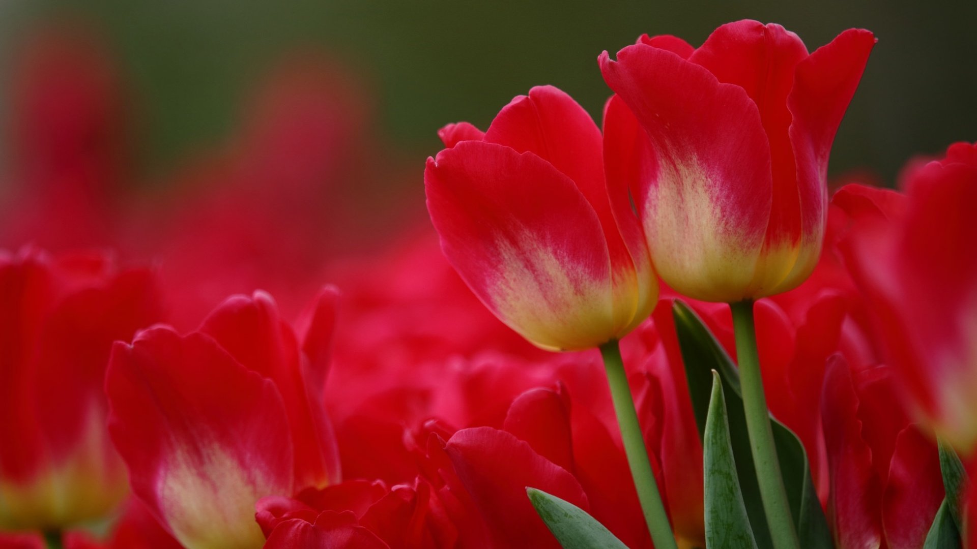 Обои цветы, макро, красные, тюльпаны, flowers, macro, red, tulips разрешение 2048x1365 Загрузить