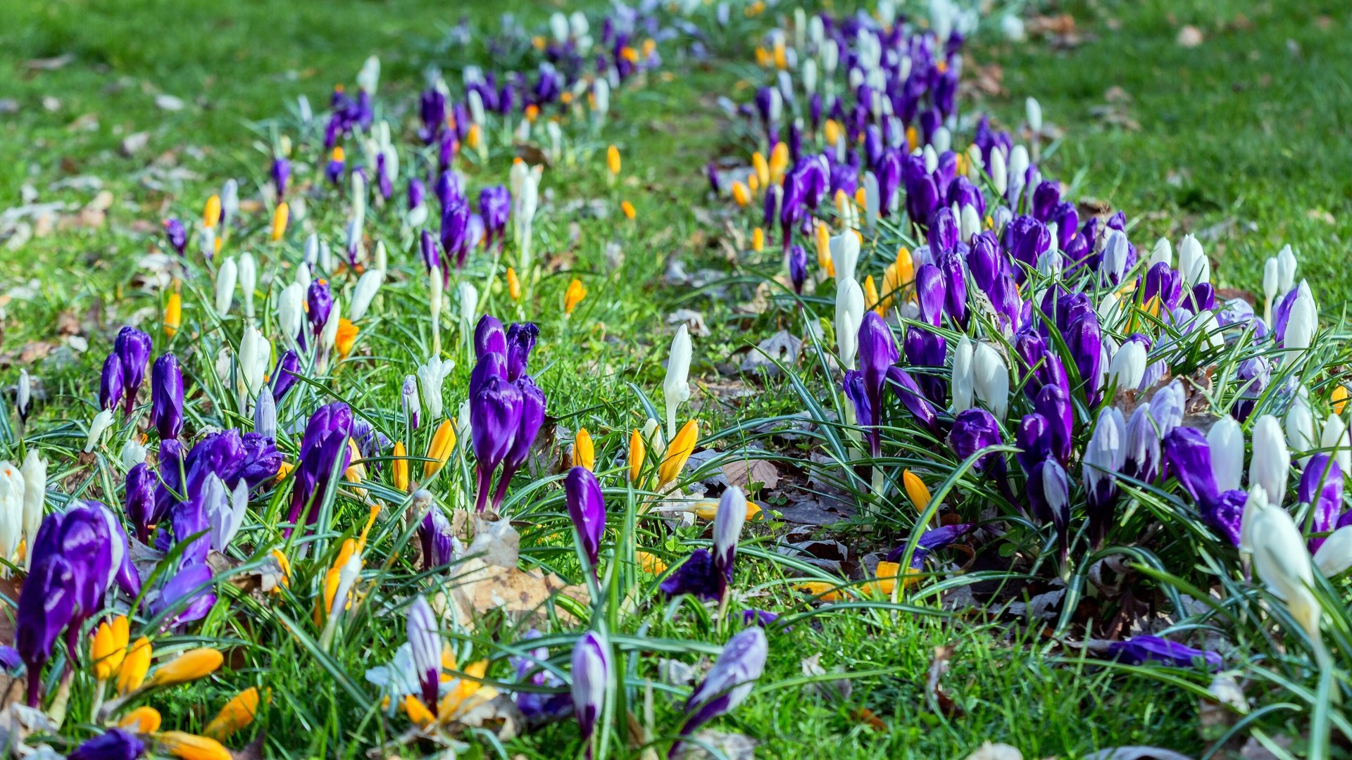 Обои цветы, трава, весна, крокусы, flowers, grass, spring, crocuses разрешение 3600x2270 Загрузить