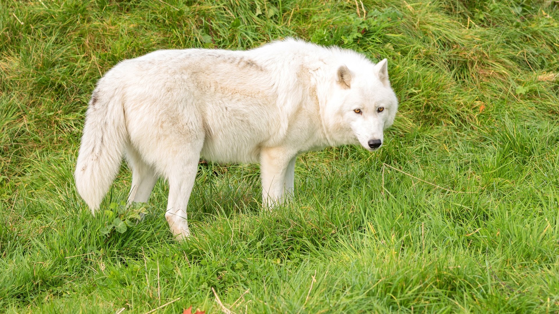 Обои трава, зелень, белый, хищник, волк, grass, greens, white, predator, wolf разрешение 3000x1821 Загрузить