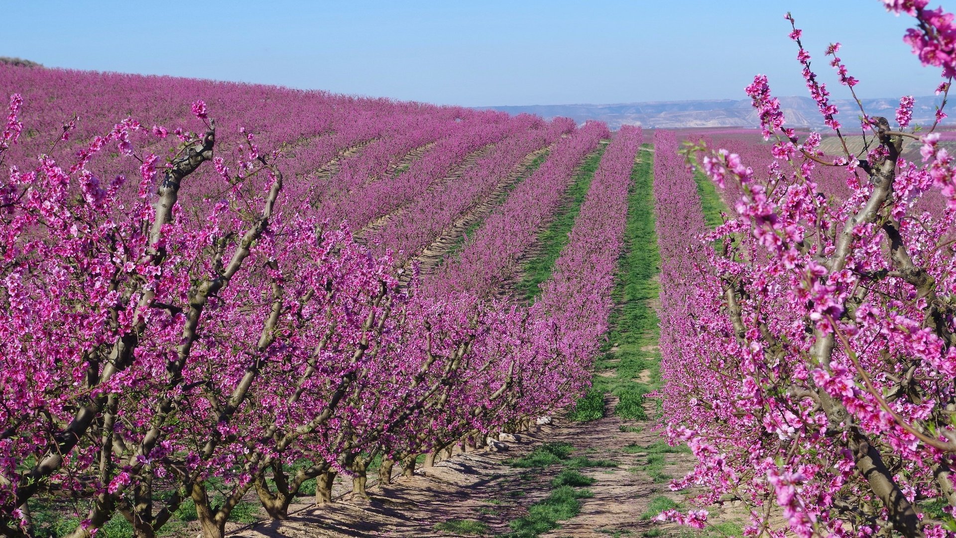 Обои цветение, сад, весна, испания, абрикосы, flowering, garden, spring, spain, apricots разрешение 2048x1229 Загрузить