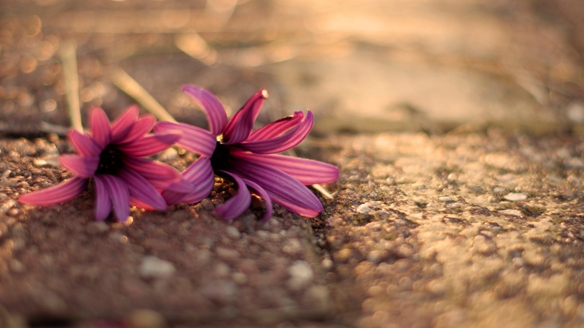 Обои цветы, песок, лепестки, розовые, герберы, flowers, sand, petals, pink, gerbera разрешение 1920x1200 Загрузить