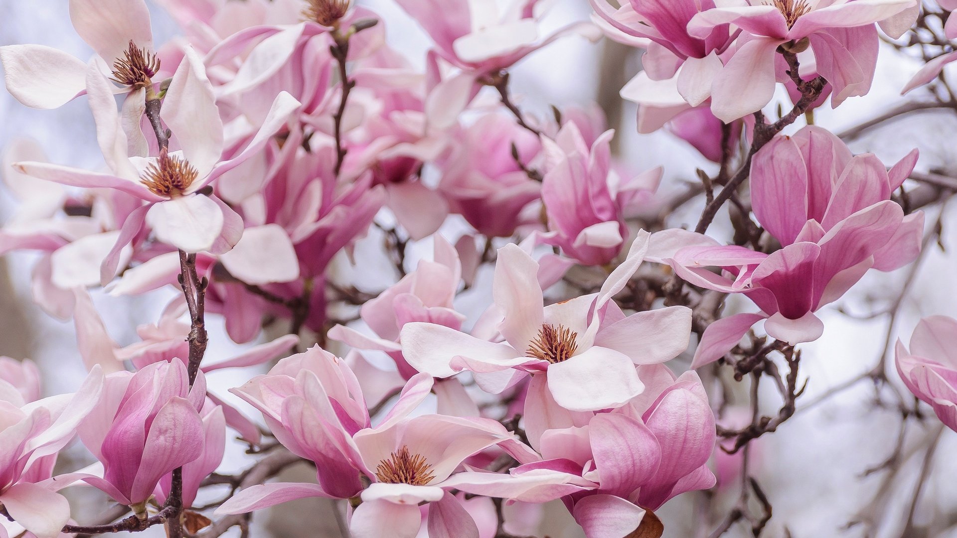 Обои природа, цветение, лепестки, весна, магнолия, nature, flowering, petals, spring, magnolia разрешение 2048x1276 Загрузить