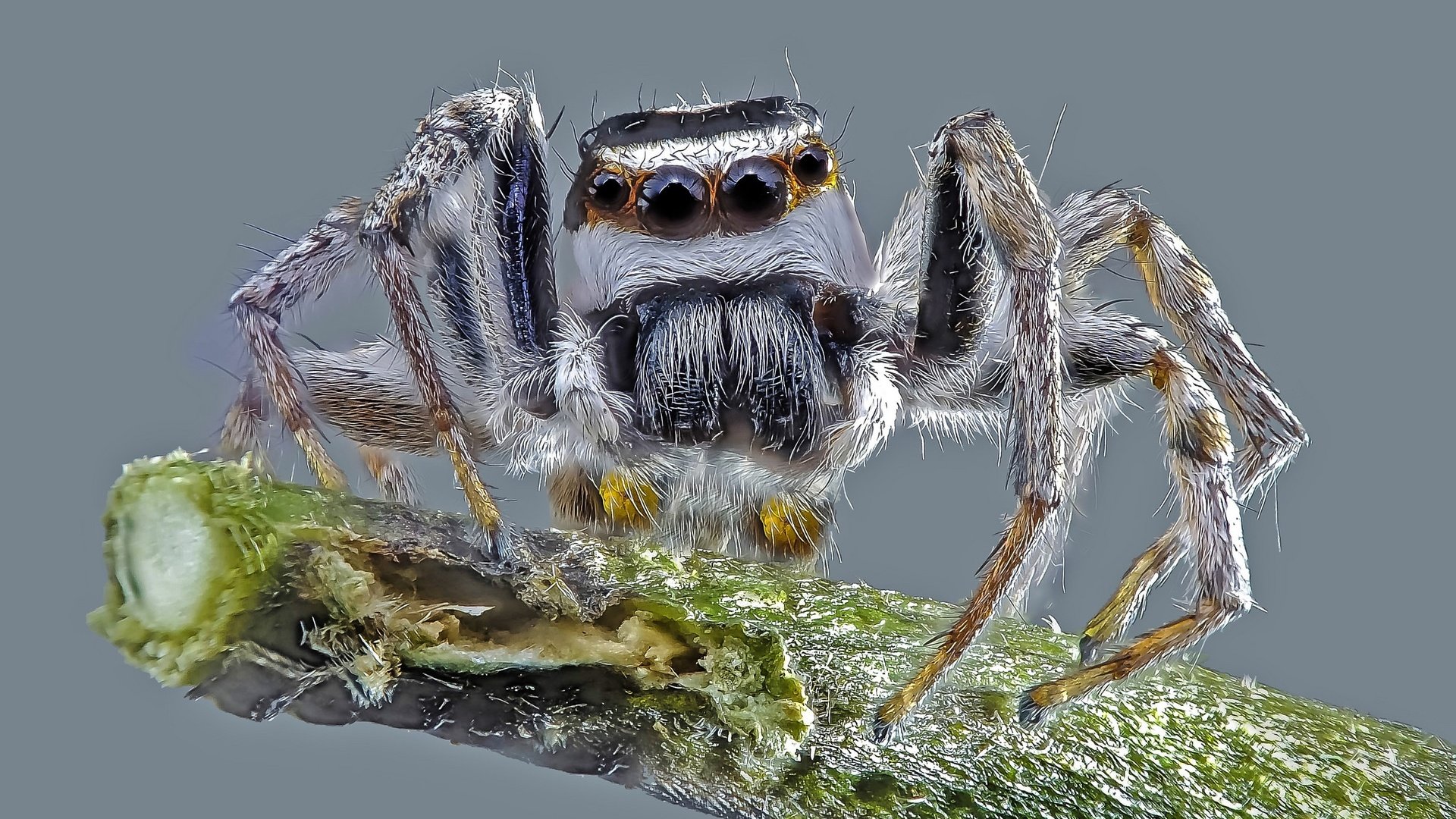 Обои макро, насекомое, фон, паук, macro, insect, background, spider разрешение 2048x1402 Загрузить