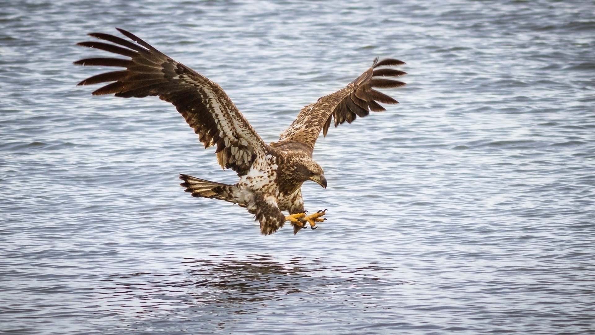 Обои полет, орел, хищник, птица, flight, eagle, predator, bird разрешение 1920x1200 Загрузить