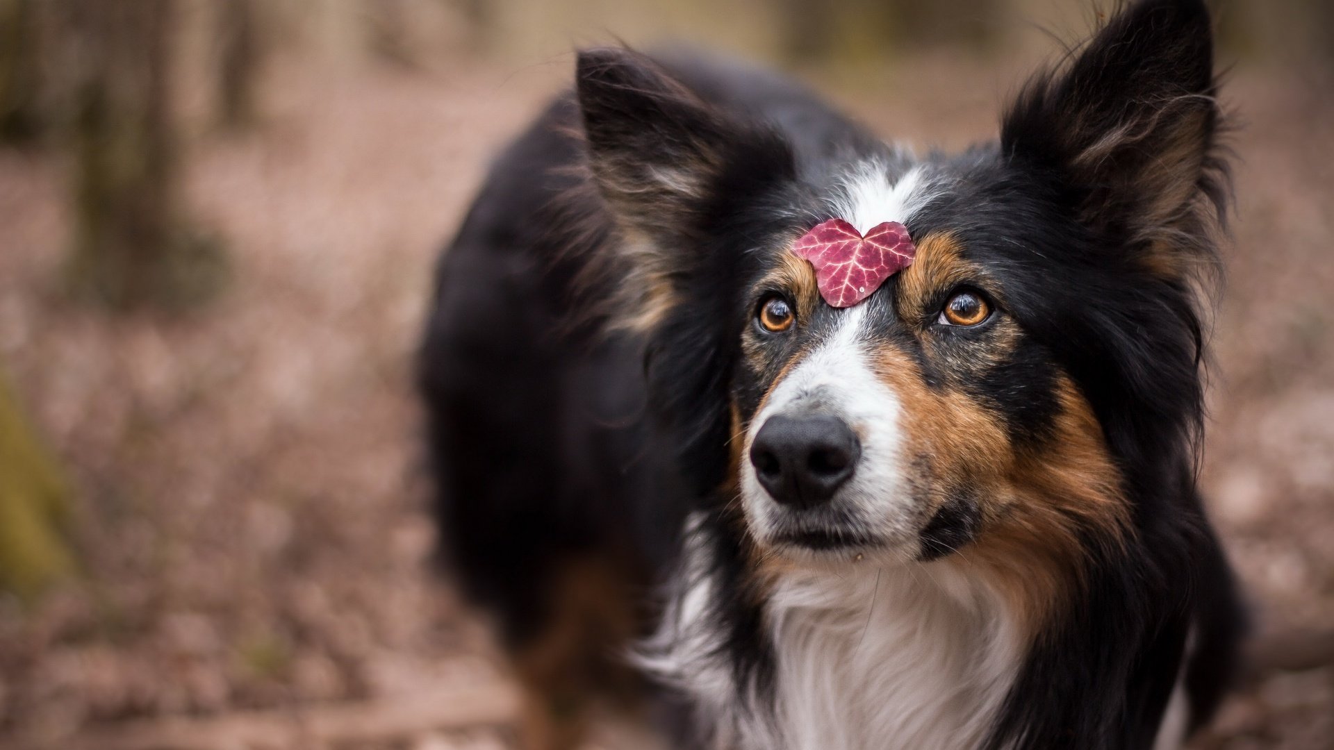 Обои глаза, взгляд, собака, лист, друг, шелти, juliette roux--merveille, eyes, look, dog, sheet, each, sheltie разрешение 2560x1707 Загрузить