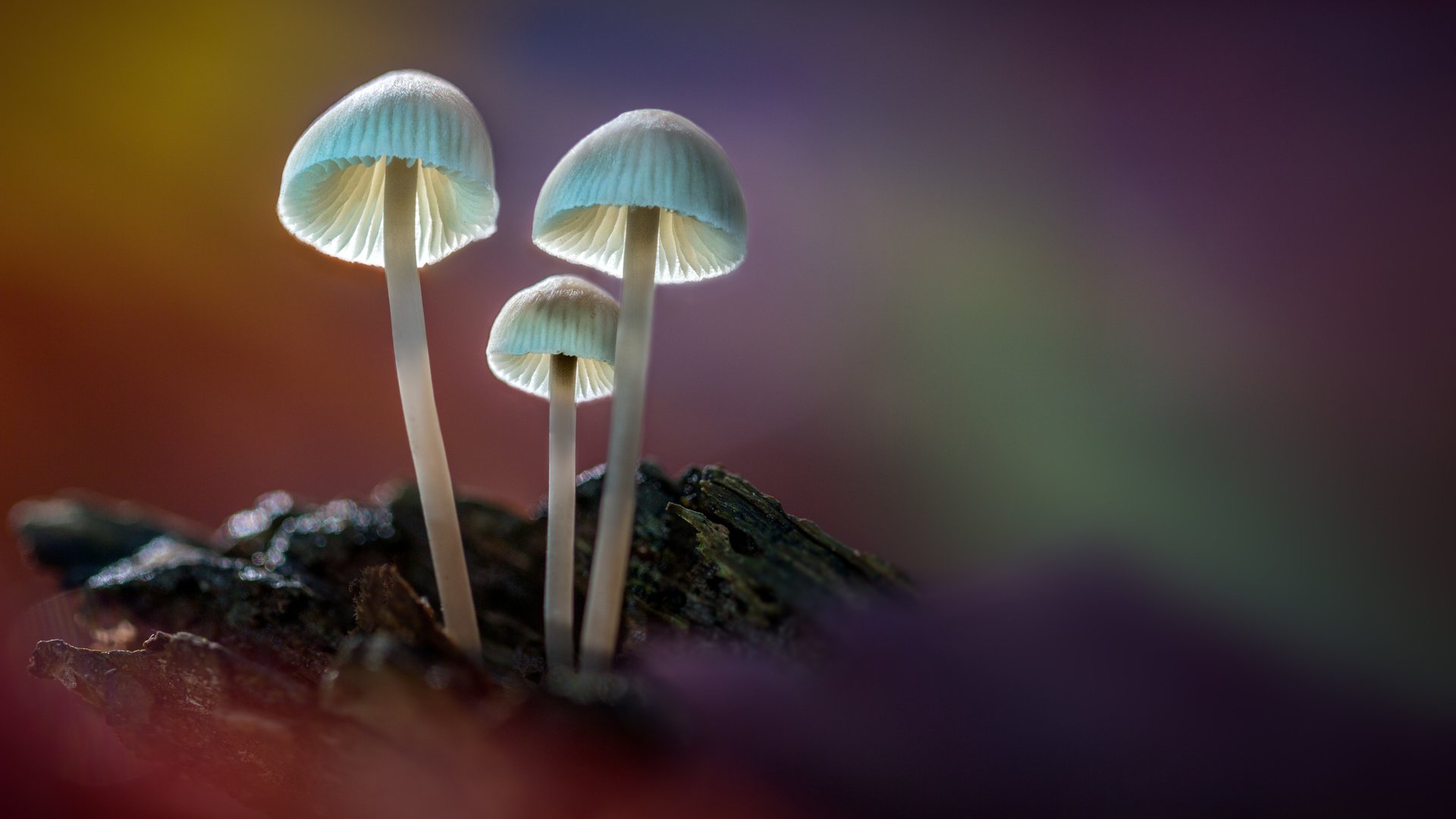 Обои свет, лес, грибы, sophiaspurgin, лесные грибы, light, forest, mushrooms, forest mushrooms разрешение 5760x3840 Загрузить