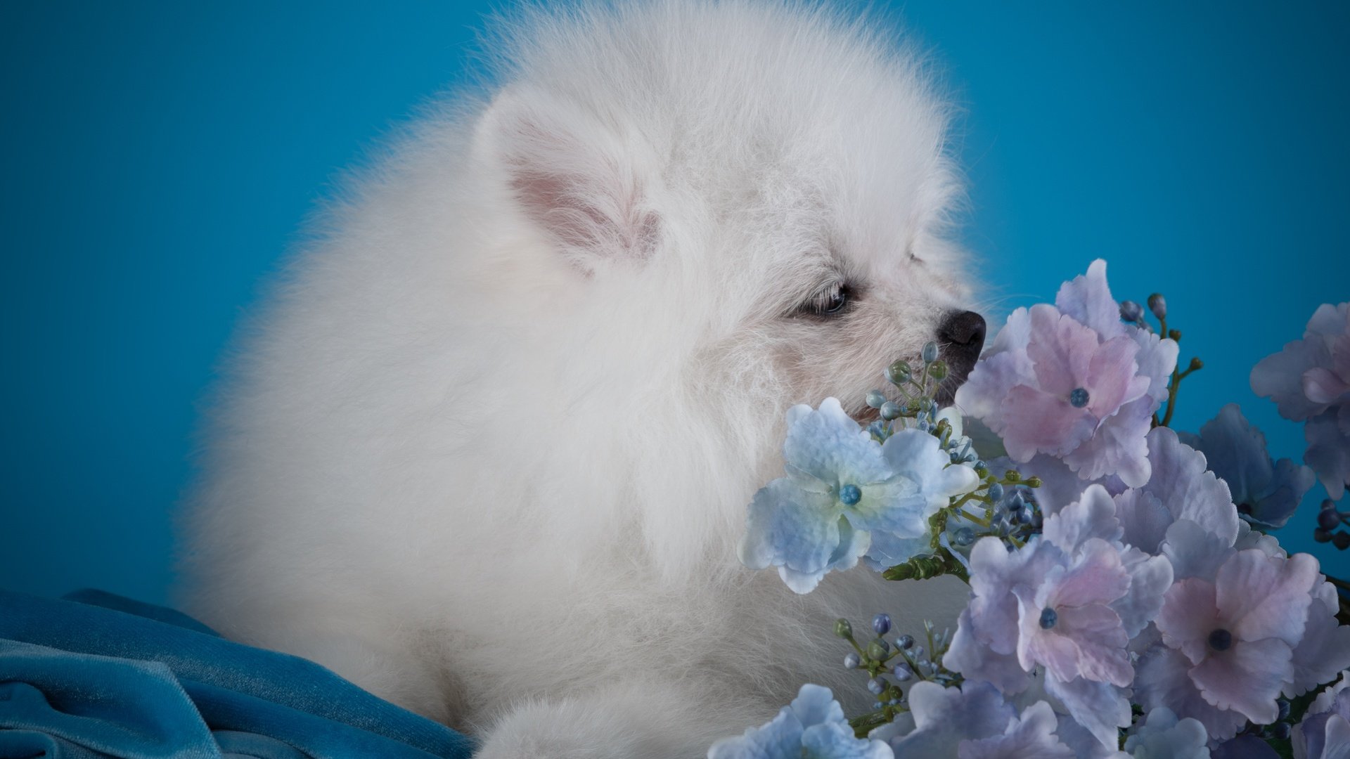 Обои цветы, белый, собака, щенок, гортензия, шпиц, flowers, white, dog, puppy, hydrangea, spitz разрешение 3000x1936 Загрузить