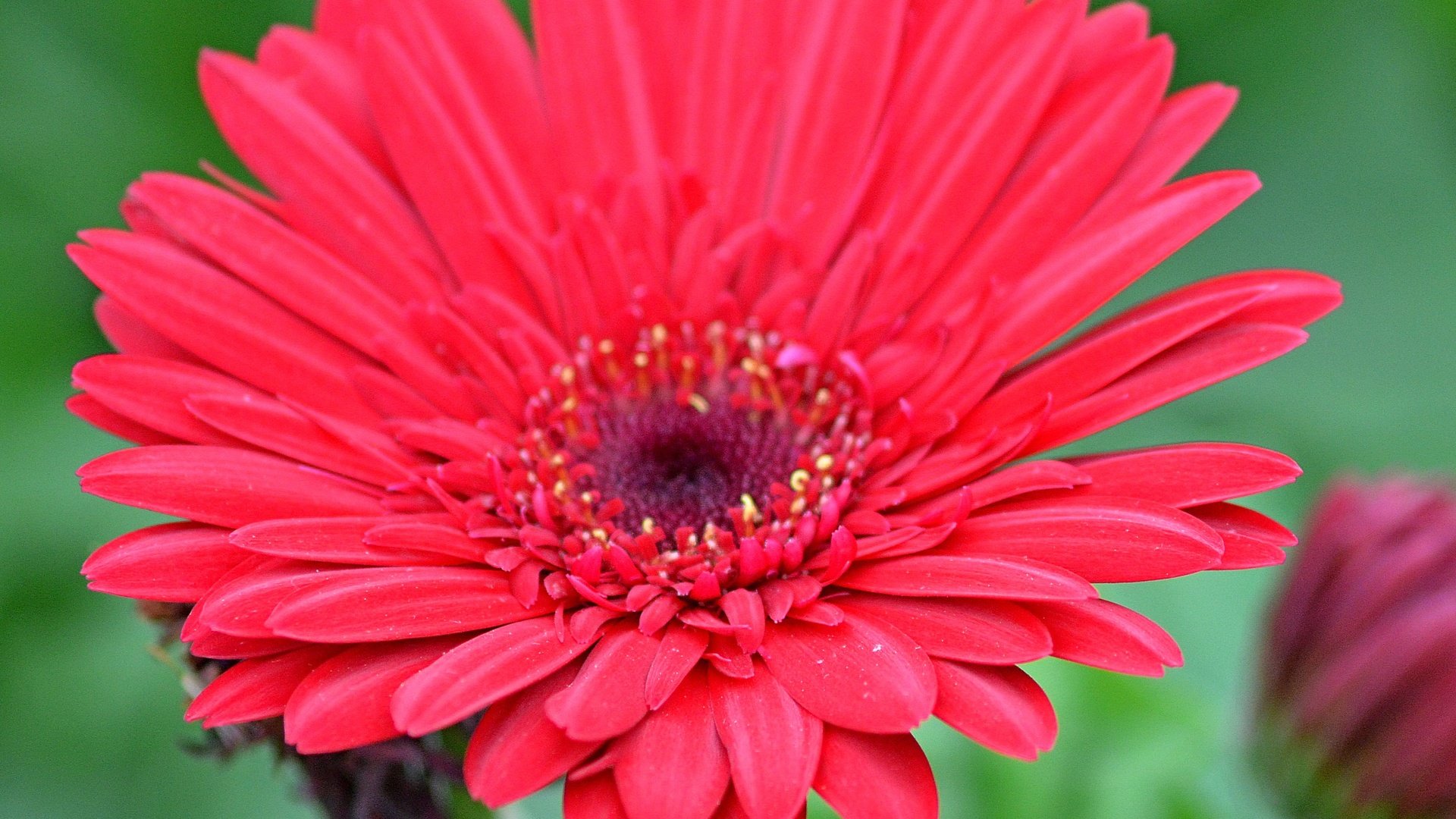 Обои макро, цветок, гербера, красный цветок, macro, flower, gerbera, red flower разрешение 3142x2827 Загрузить