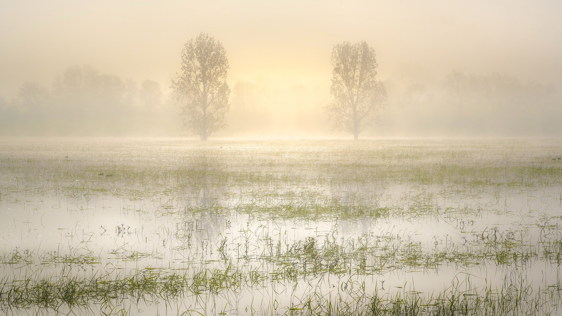 Обои трава, деревья, вода, озеро, утро, туман, grass, trees, water, lake, morning, fog разрешение 5836x3030 Загрузить