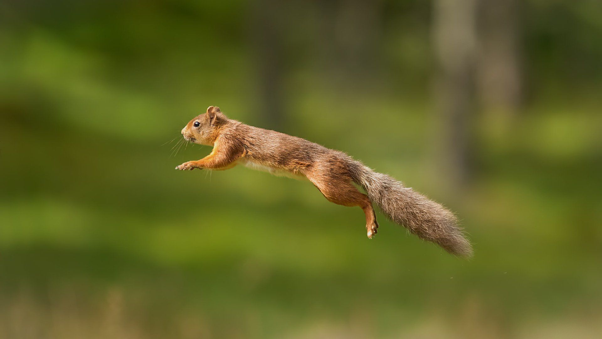 Обои пушистый, прыжок, белка, хвост, белочка, грызун, fluffy, jump, protein, tail, squirrel, rodent разрешение 1920x1200 Загрузить