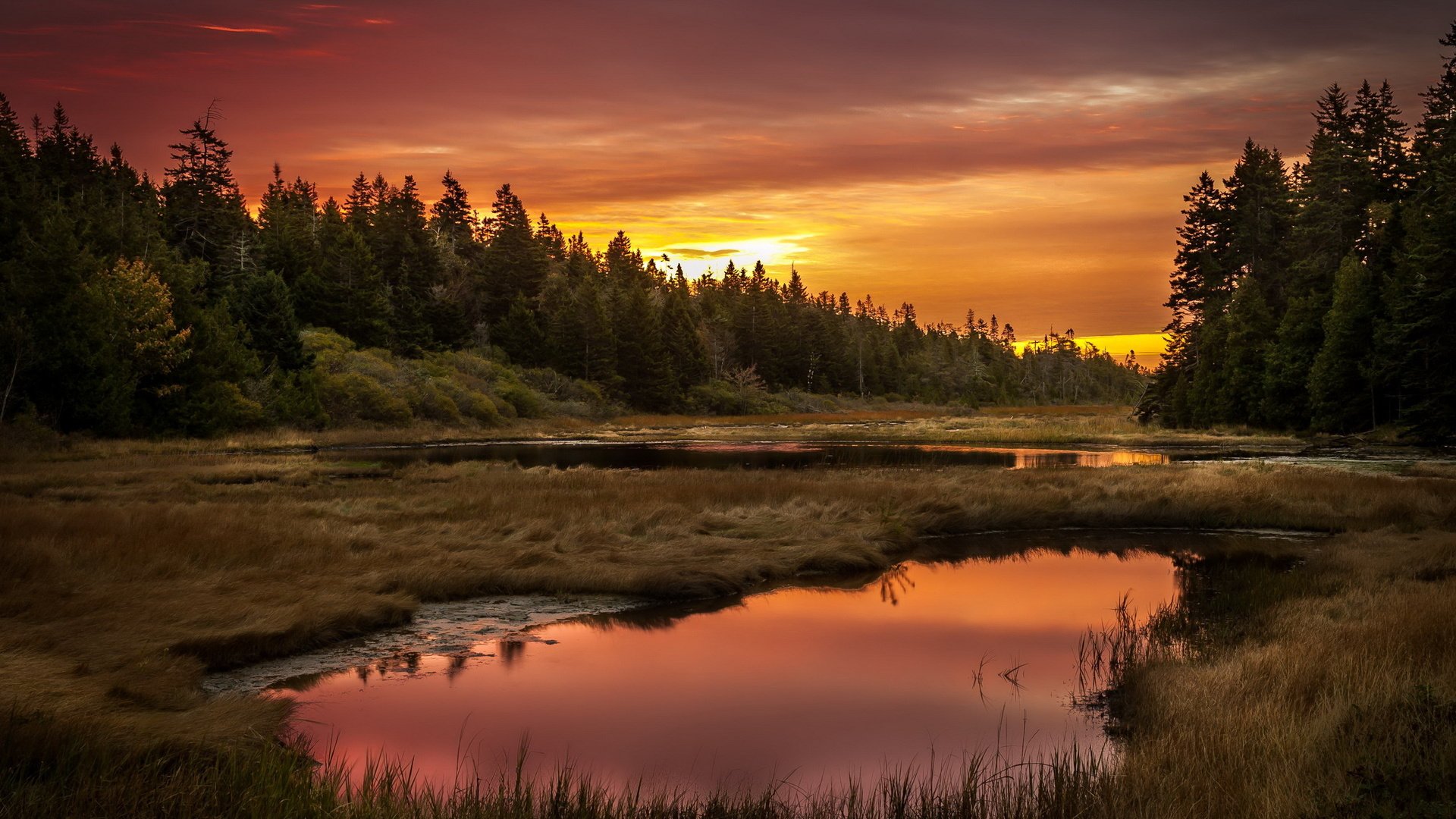 Обои небо, трава, озеро, лес, закат, the sky, grass, lake, forest, sunset разрешение 2560x1600 Загрузить