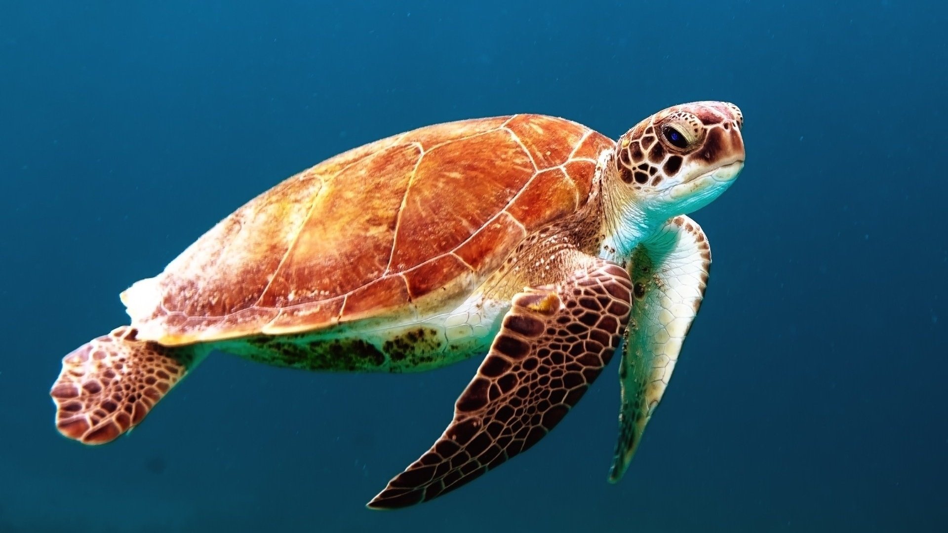 Обои черепаха, панцирь, океан, морская черепаха, turtle, shell, the ocean, sea turtle разрешение 1920x1200 Загрузить