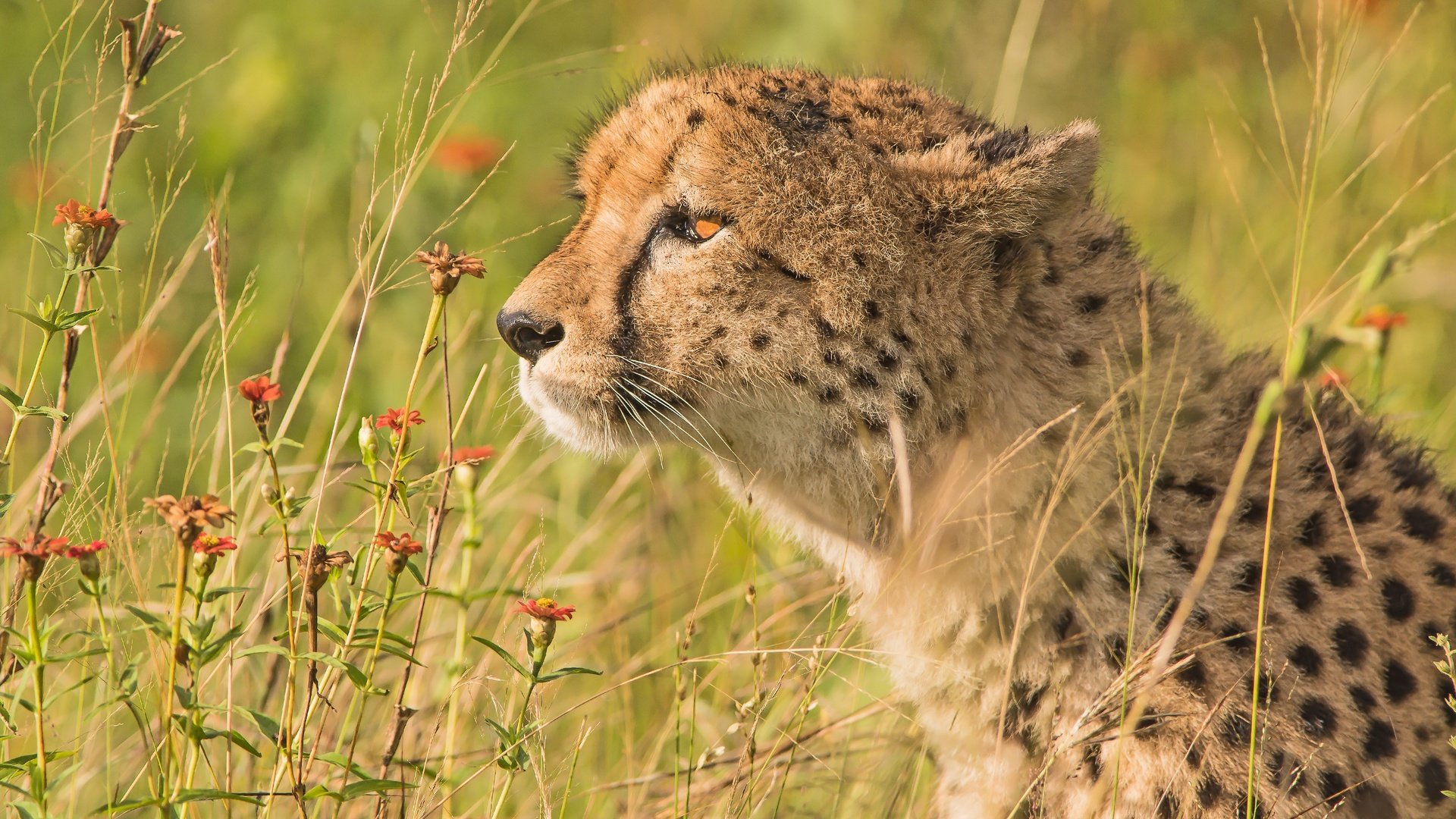 Обои цветы, трава, портрет, профиль, гепард, дикая кошка, flowers, grass, portrait, profile, cheetah, wild cat разрешение 5568x3712 Загрузить