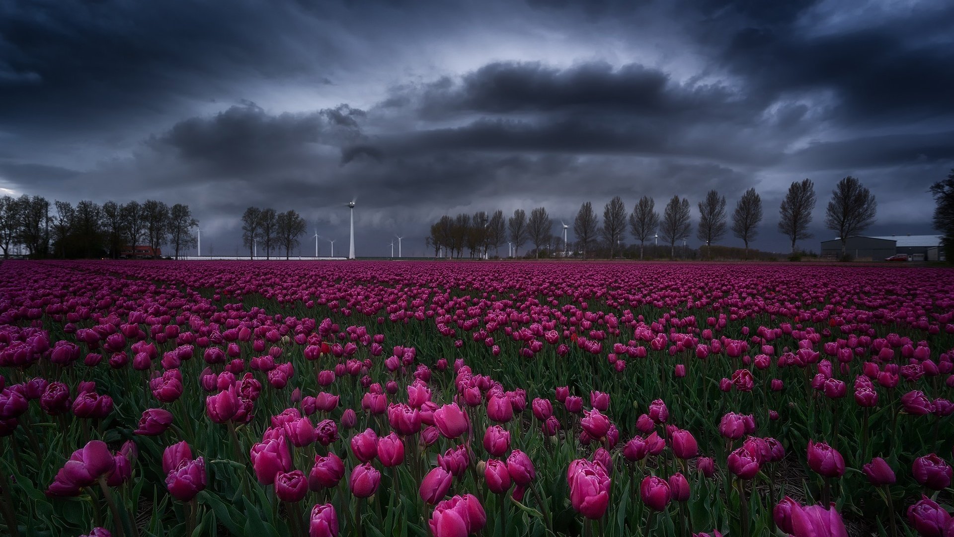 Обои небо, цветы, деревья, тучи, поле, весна, тюльпаны, the sky, flowers, trees, clouds, field, spring, tulips разрешение 2048x1402 Загрузить