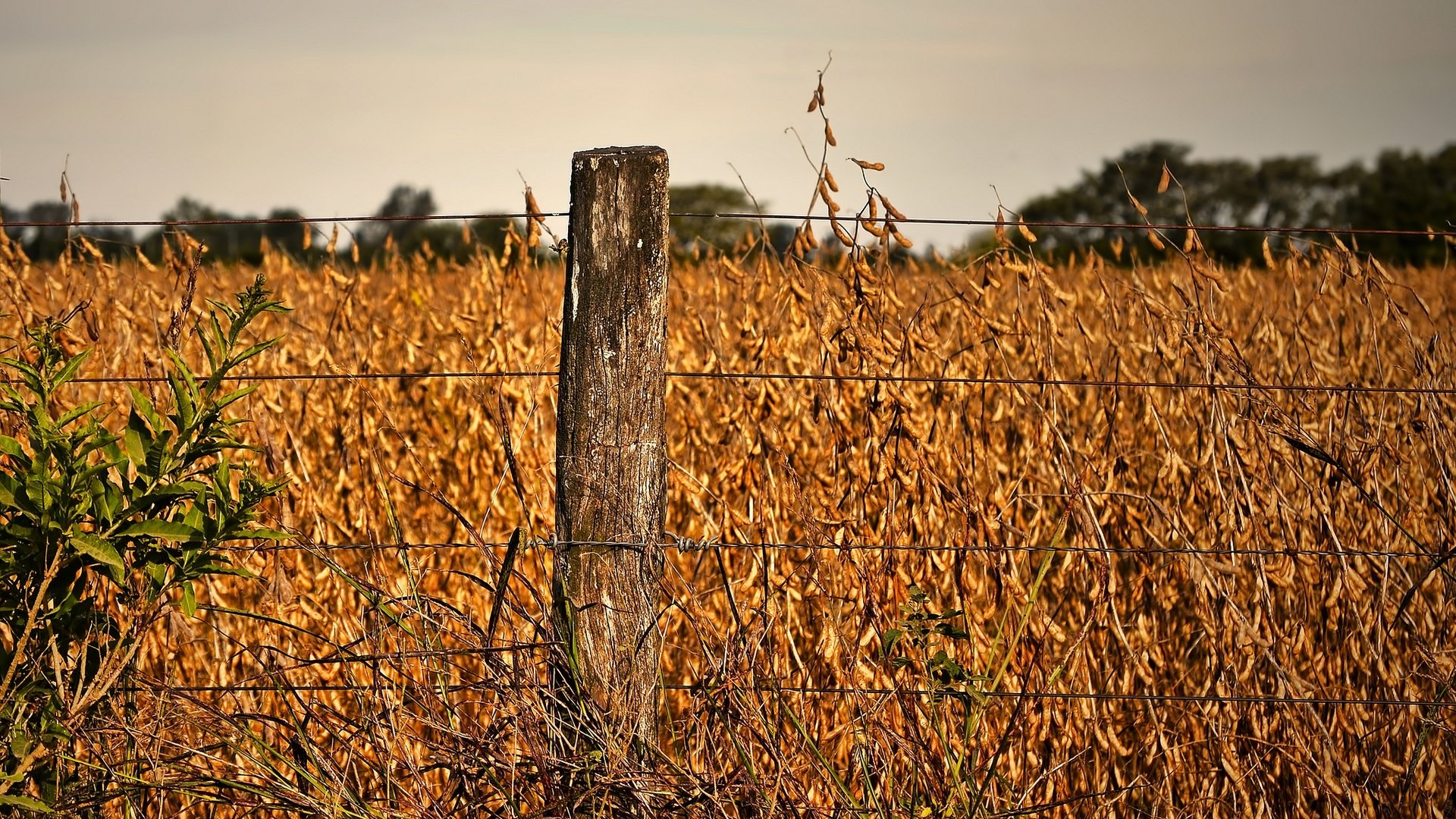 Обои поле, проволока, осень, забор, maelia rouch, field, wire, autumn, the fence разрешение 2048x1212 Загрузить