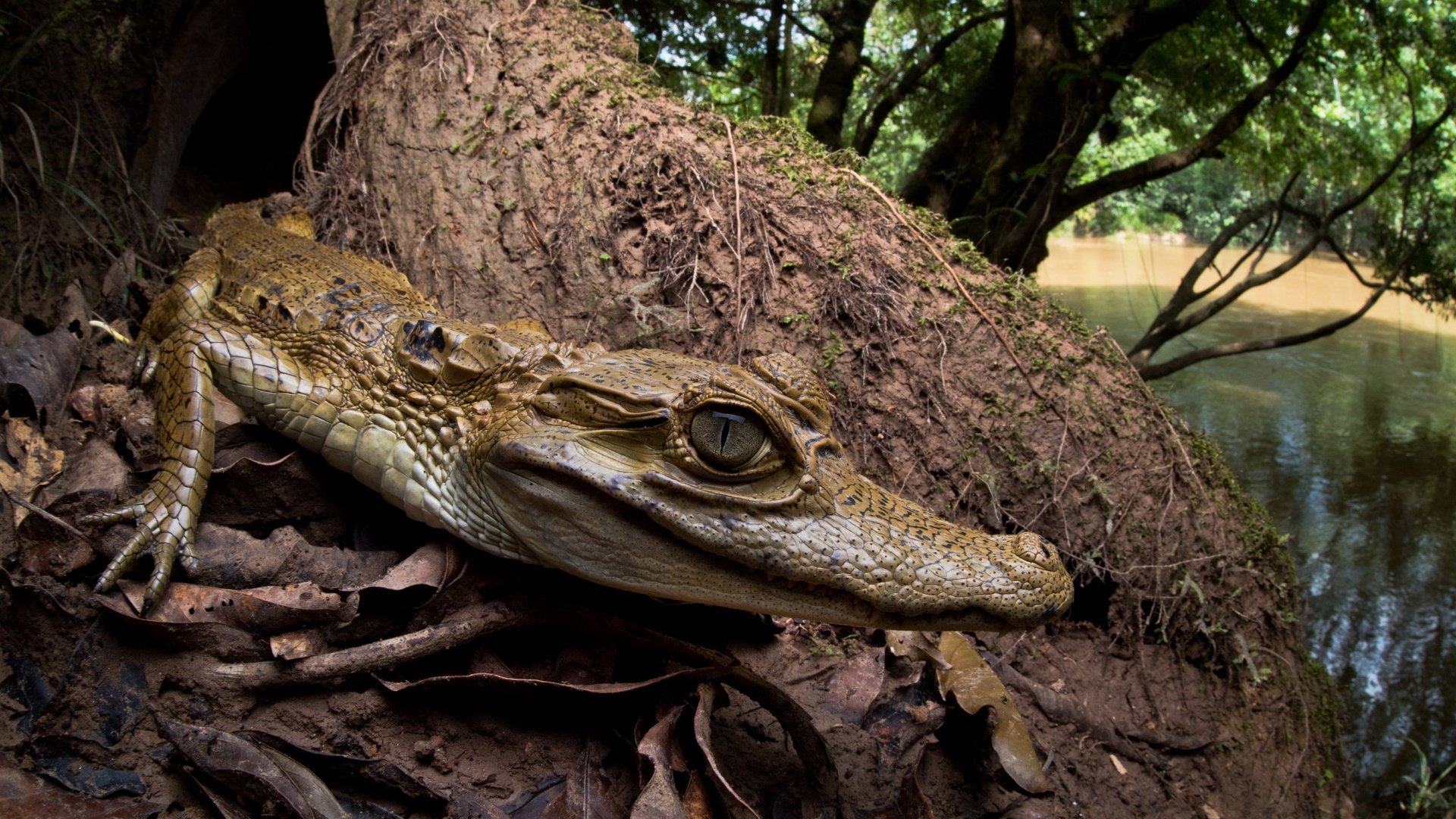 Обои природа, фон, крокодил, nature, background, crocodile разрешение 2560x1505 Загрузить