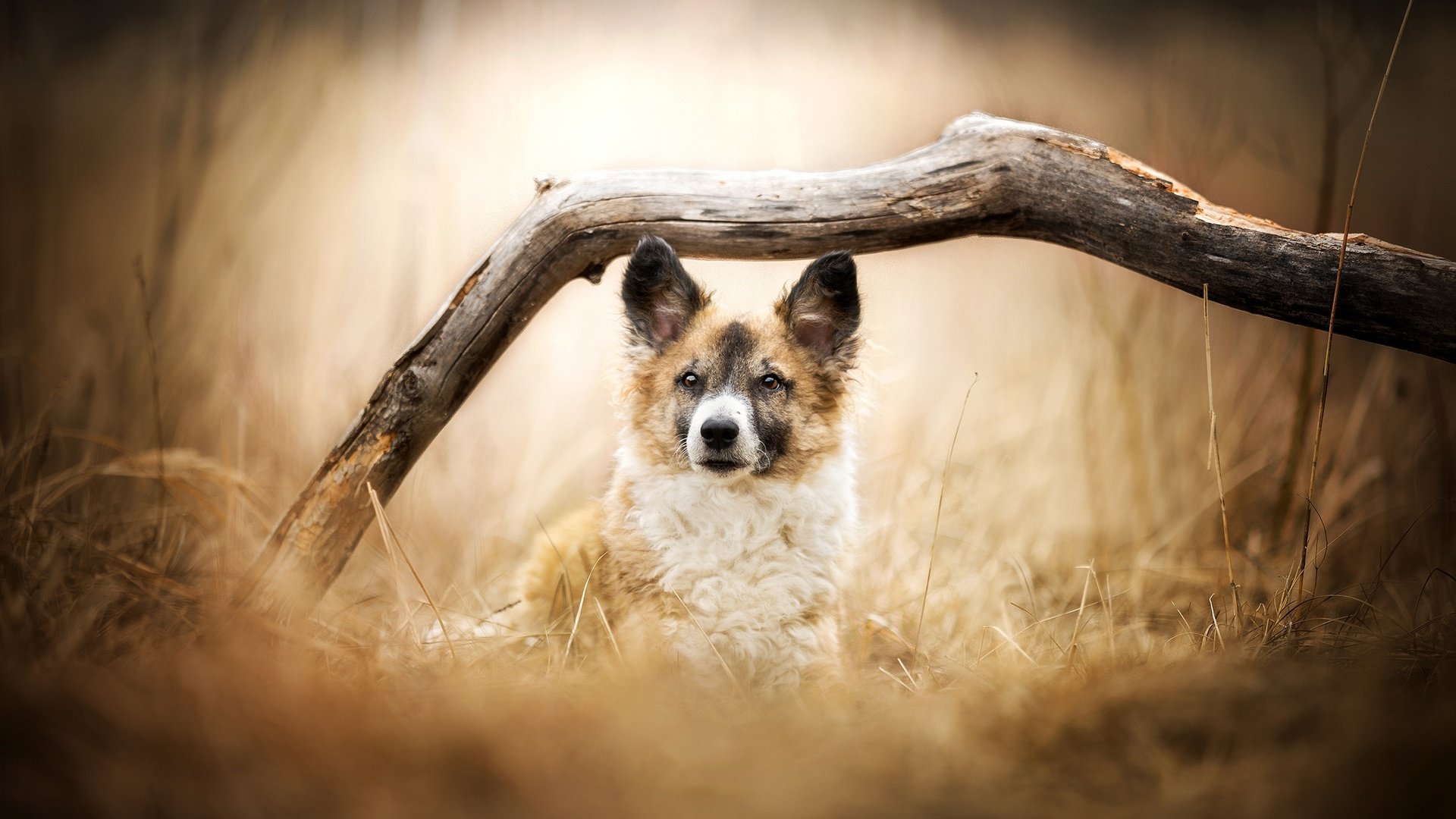 Обои глаза, трава, дерево, мордочка, взгляд, пес, боке, dackelpuppy, danny, eyes, grass, tree, muzzle, look, dog, bokeh разрешение 2048x1276 Загрузить