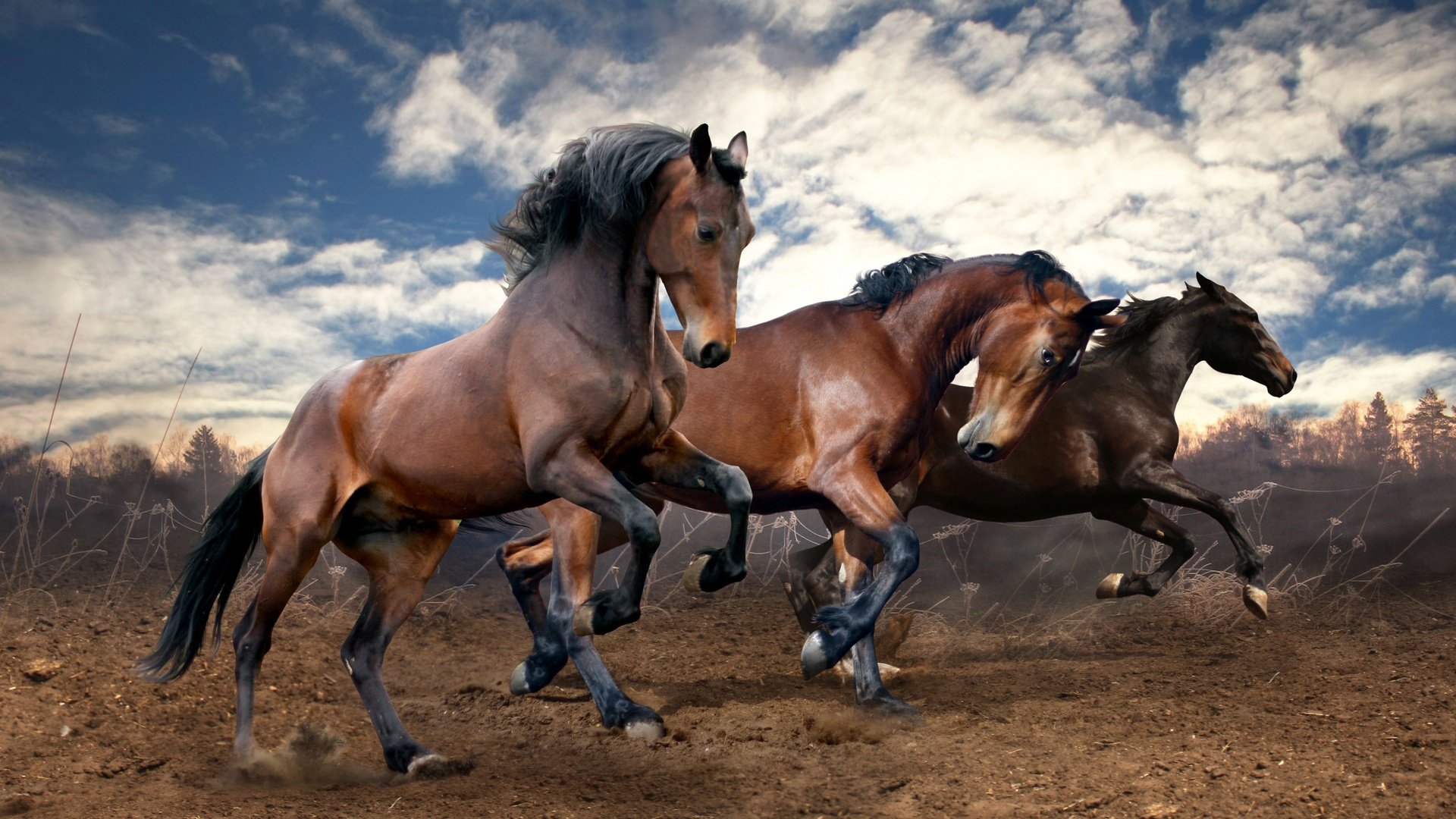 Обои небо, облака, земля, поле, лошади, кони, бег, the sky, clouds, earth, field, horse, horses, running разрешение 2560x1600 Загрузить