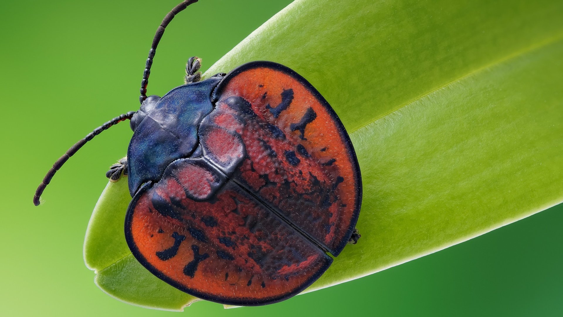 Обои жук, макро, насекомое, листоед, beetle, macro, insect, the leaf beetle разрешение 2048x1365 Загрузить