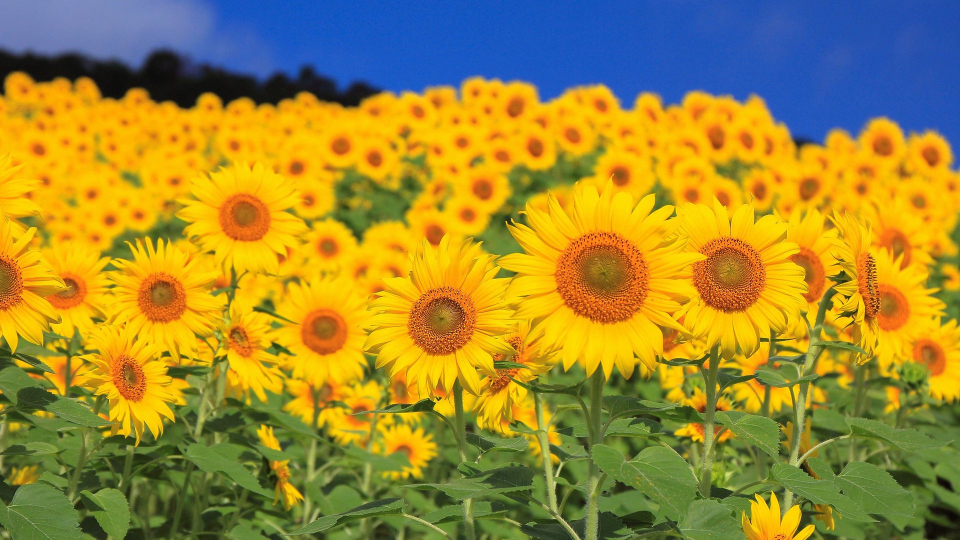 Обои небо, цветы, листья, поле, лепестки, подсолнух, подсолнухи, the sky, flowers, leaves, field, petals, sunflower, sunflowers разрешение 2048x1365 Загрузить