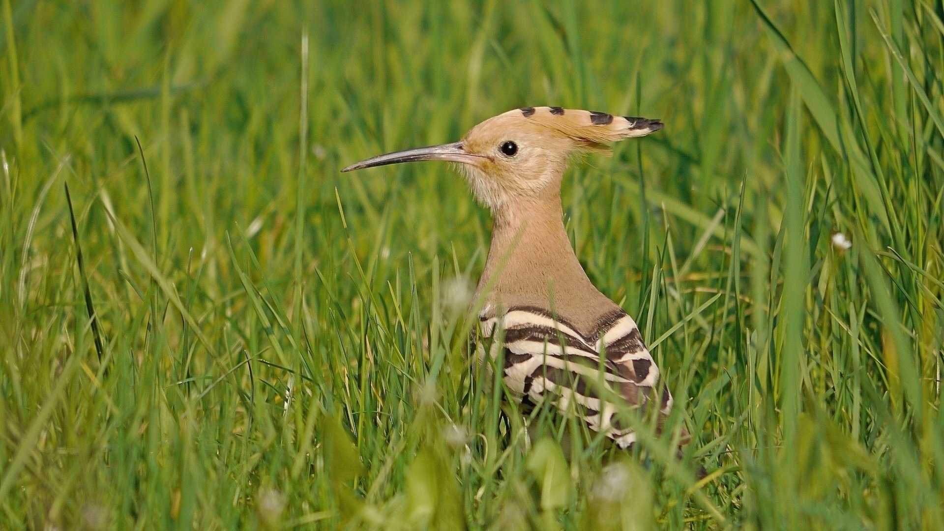 Обои трава, птицы, птица, клюв, перья, удод, grass, birds, bird, beak, feathers, hoopoe разрешение 1920x1440 Загрузить